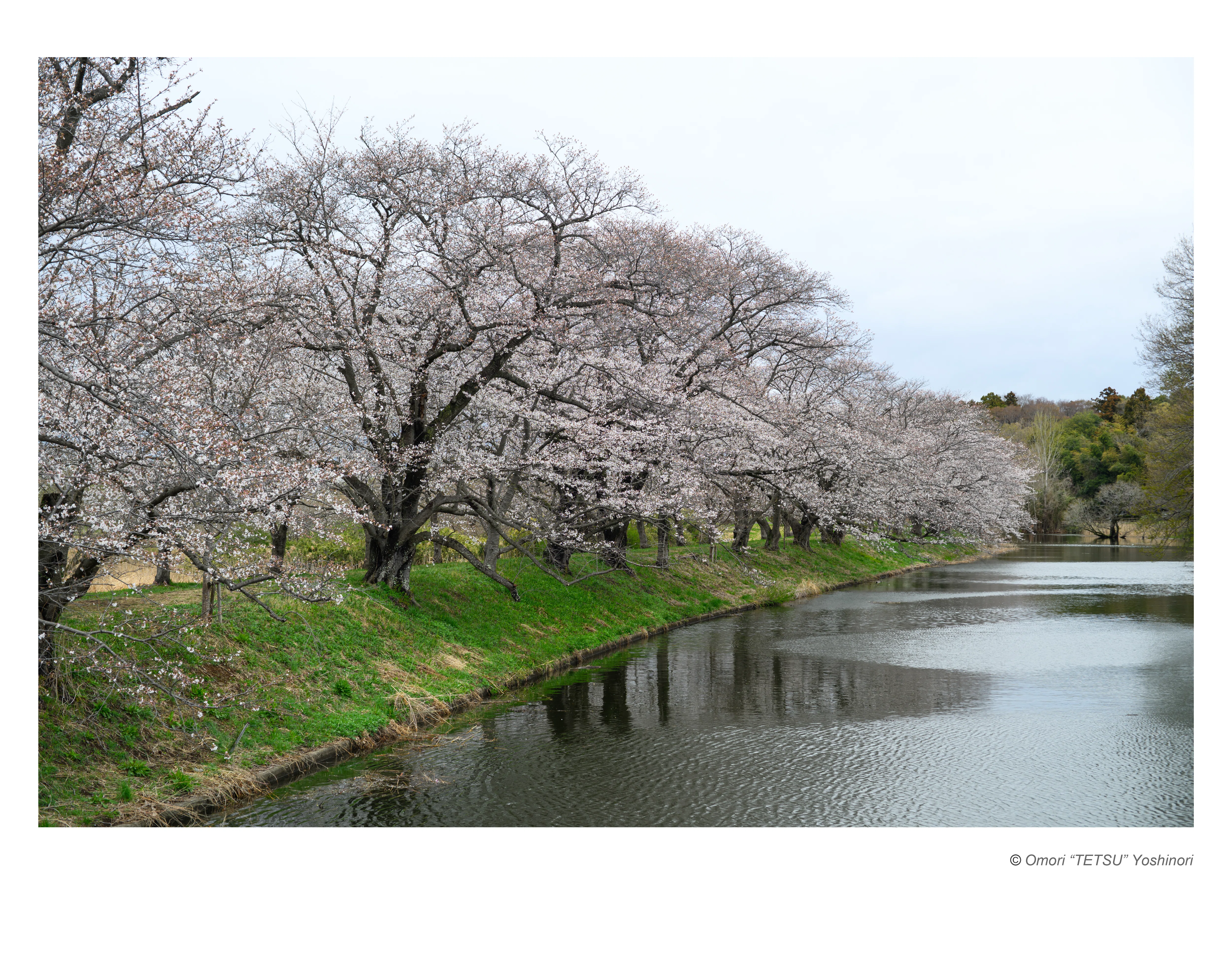 gogonoFoto_20250402: 福岡堰さくら公園｜YT