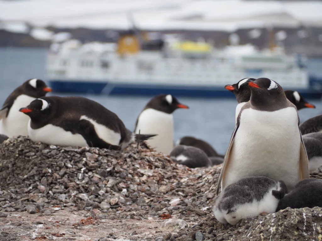南極でかわいいペンギンたち撮影したからとにかく見て！｜Taka