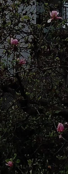デジタルトルクレンチ モンキタイプ