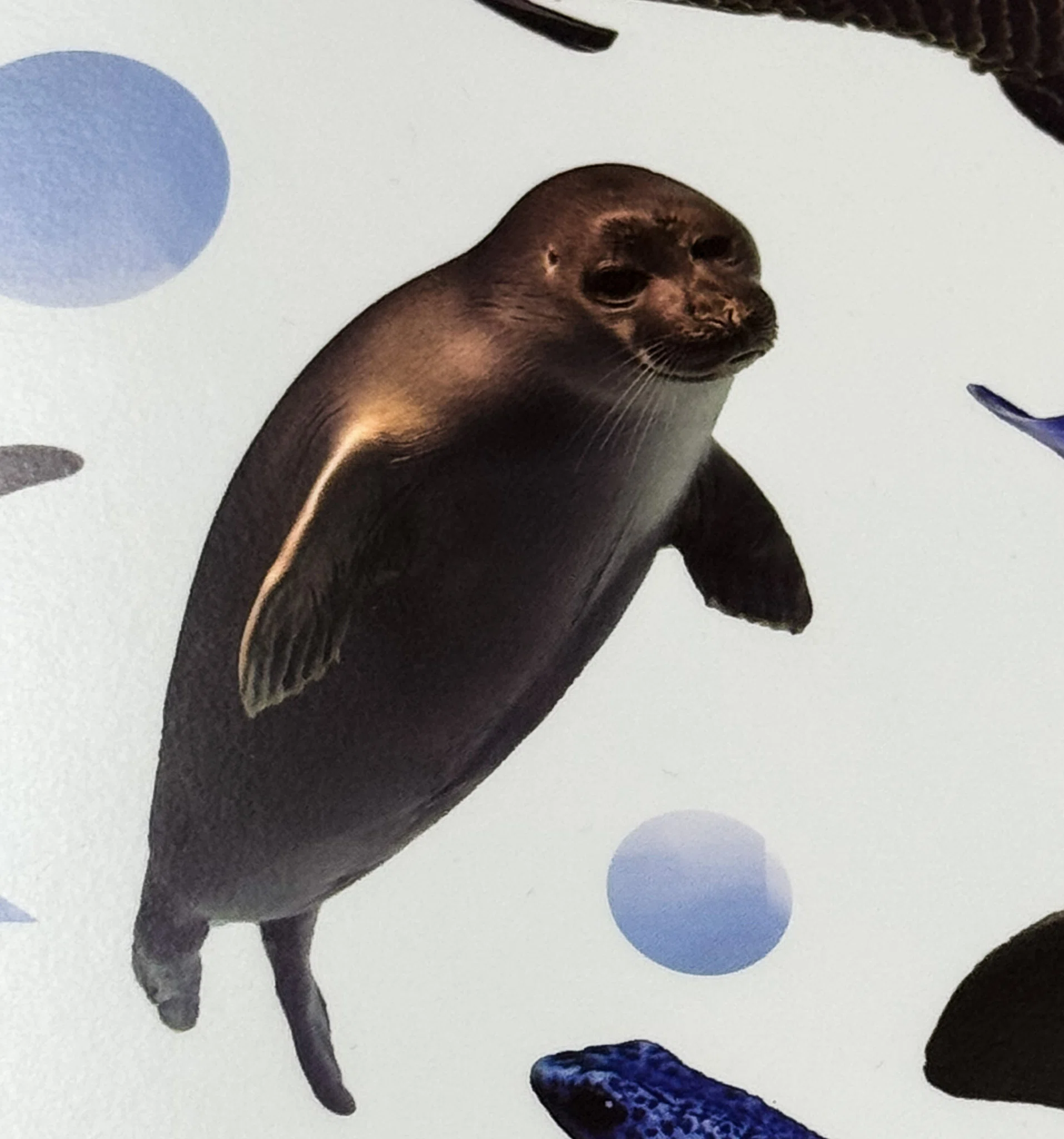 日本のアザラシ探訪記⑩鳥羽水族館（三重）｜ヒロサキ