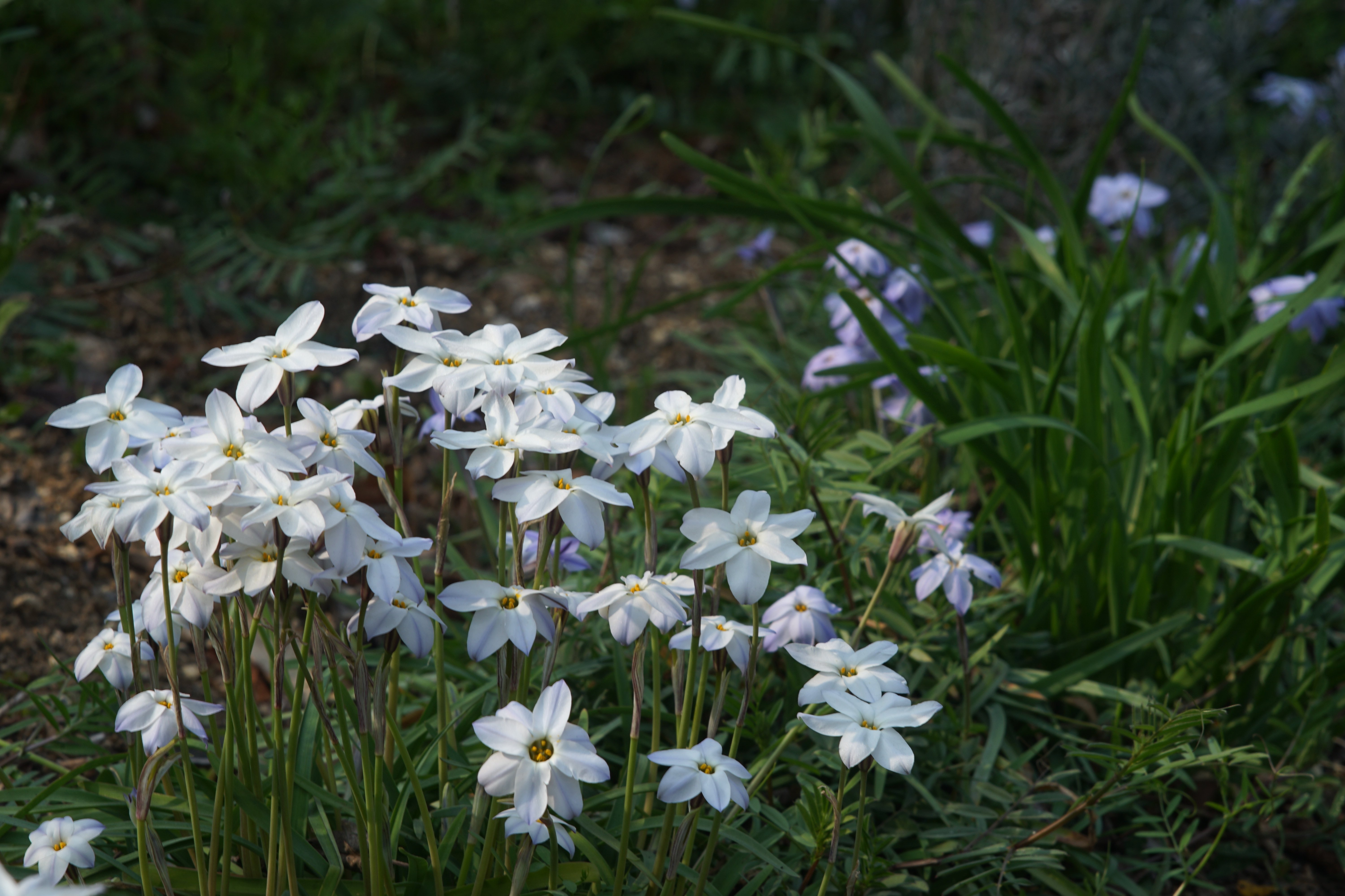 ★レア★ フォカ FOCA TELEOPLAR 135mm F4.5 NEX改造 ☆レア☆ フォカ FOCA TELEOPLAR 135mm F4.5 NEX改造 ☆レア☆ フォカ FOCA