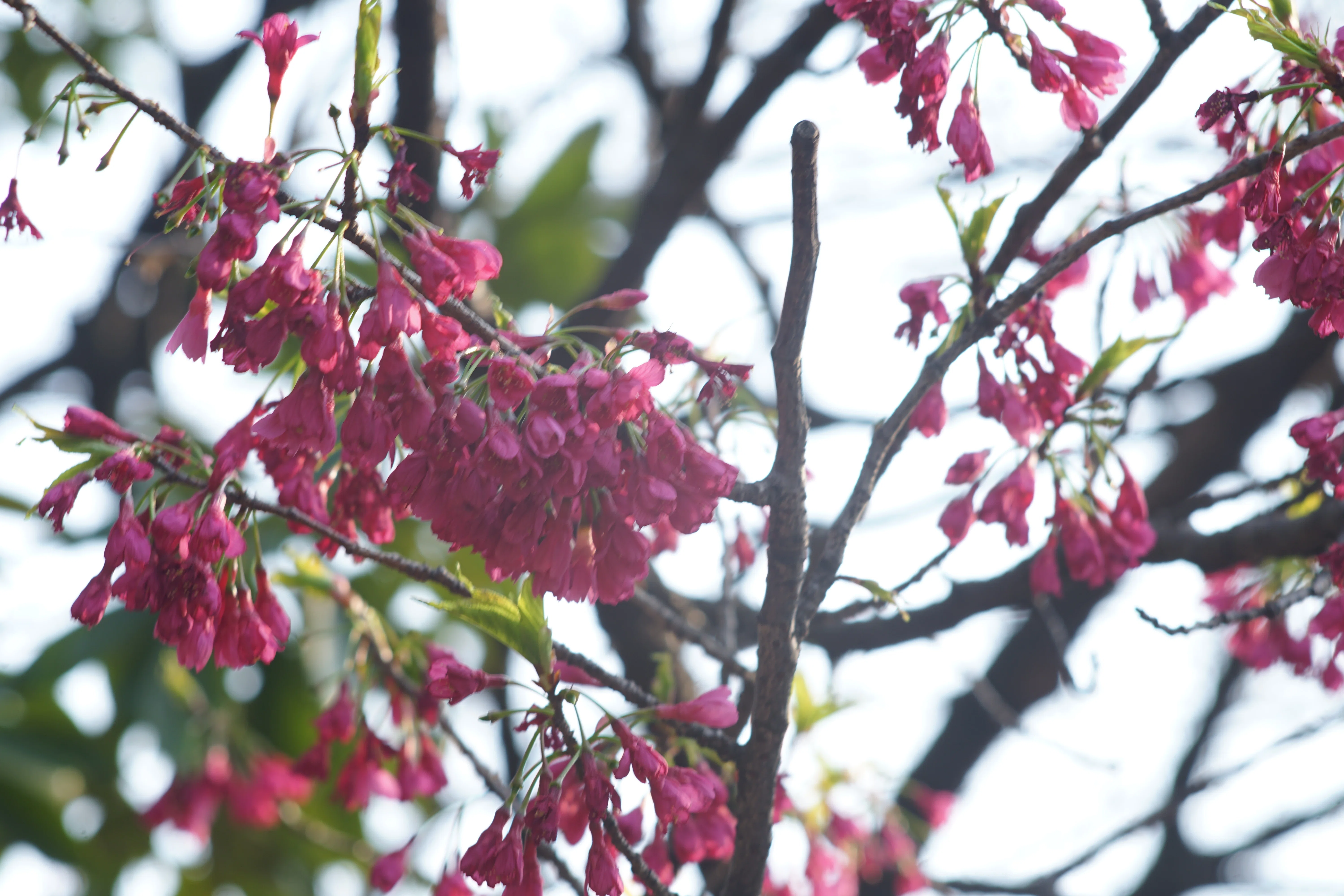 写真】おフランスのレンズでお撮りあそばせ/FOCA Teleoplar 135mm F4.5