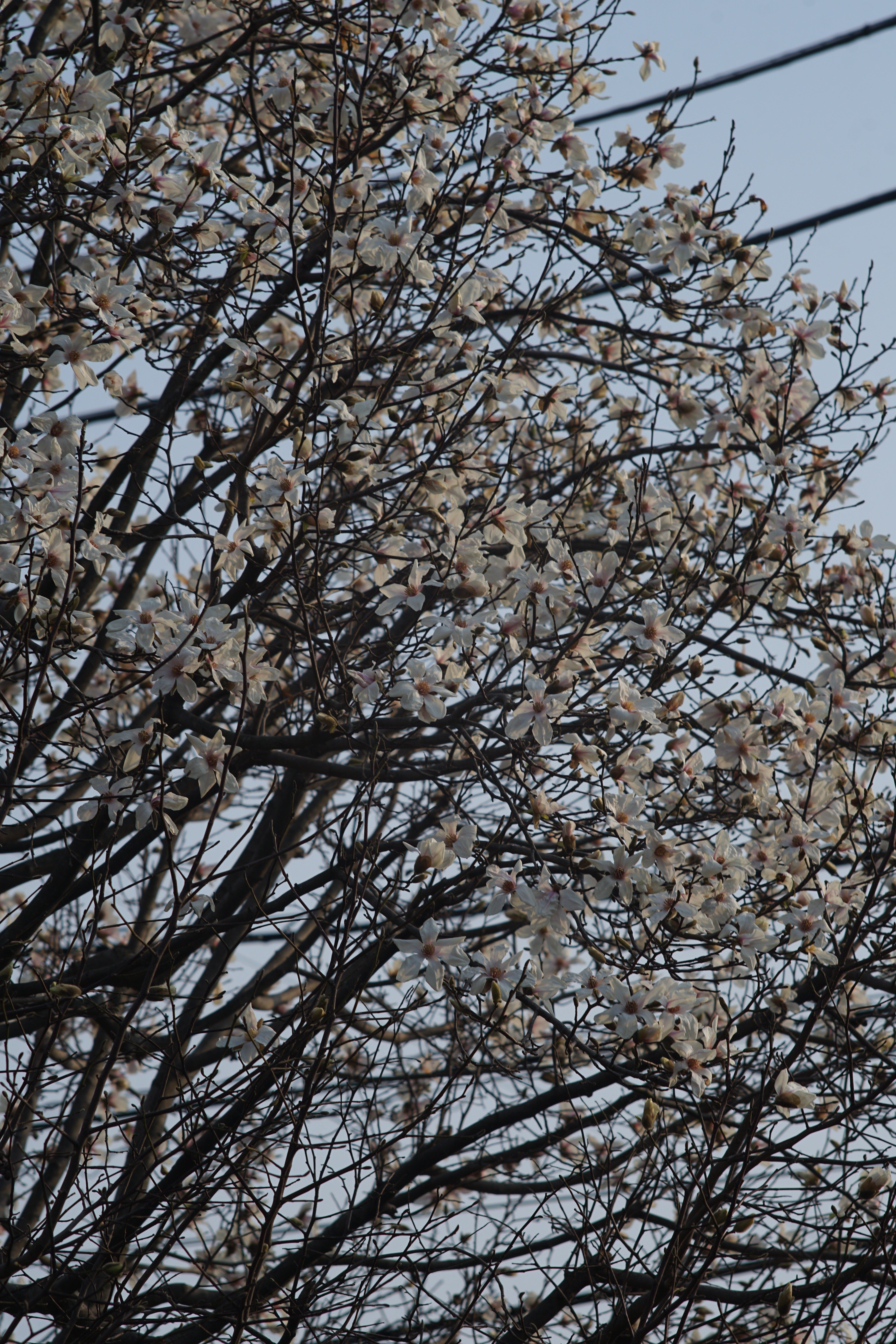 写真】おフランスのレンズでお撮りあそばせ/FOCA Teleoplar 135mm F4.5