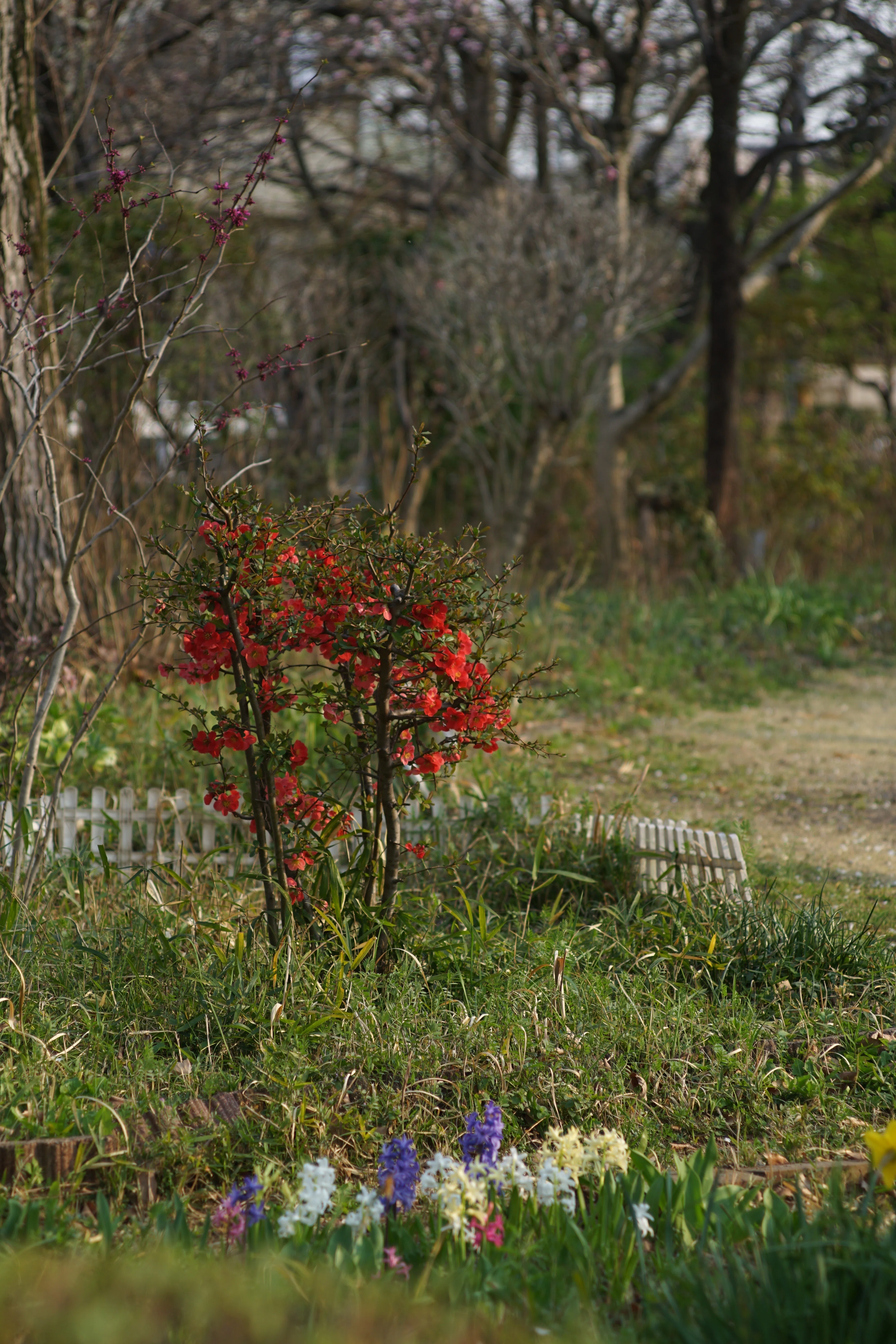 写真】おフランスのレンズでお撮りあそばせ/FOCA Teleoplar 135mm F4.5