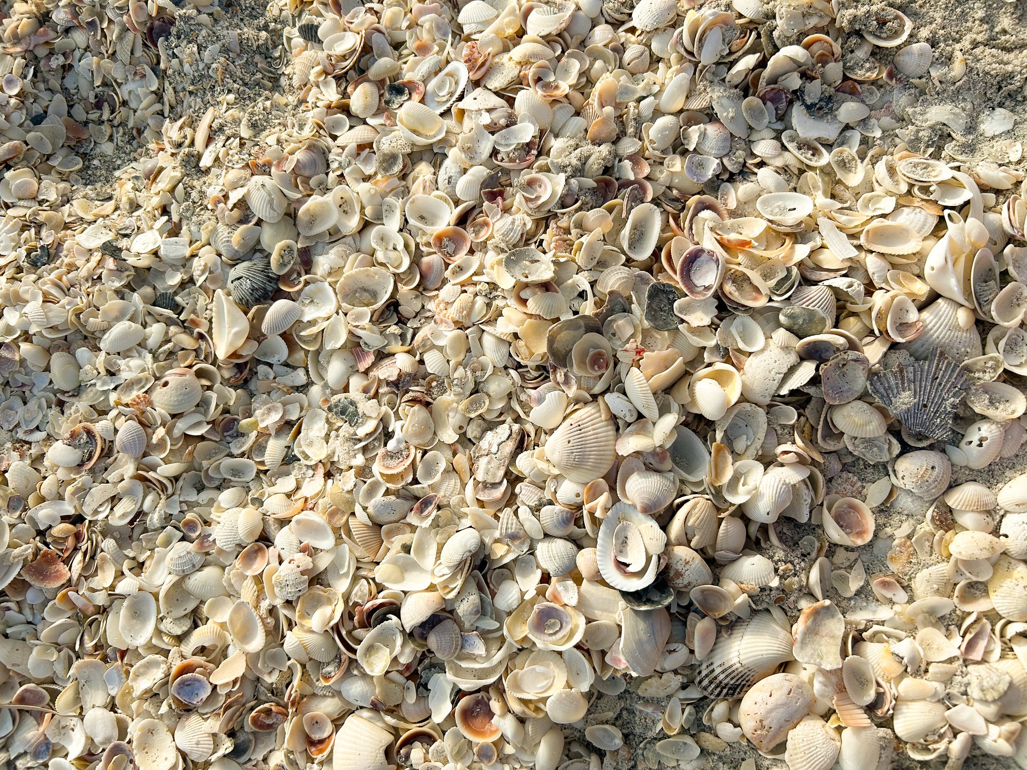 フロリダ編②】サニベル島～鳥の楽園とシェルビーチ、危ない虫｜とみー＠NY