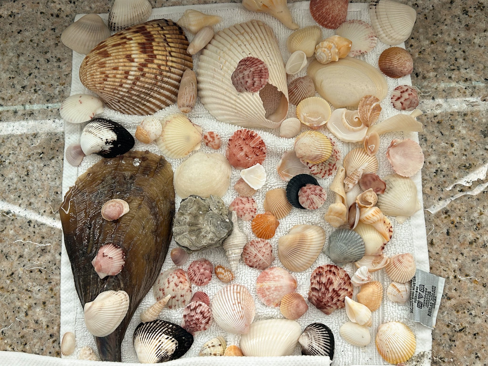 フロリダ編②】サニベル島～鳥の楽園とシェルビーチ、危ない虫｜とみー＠NY