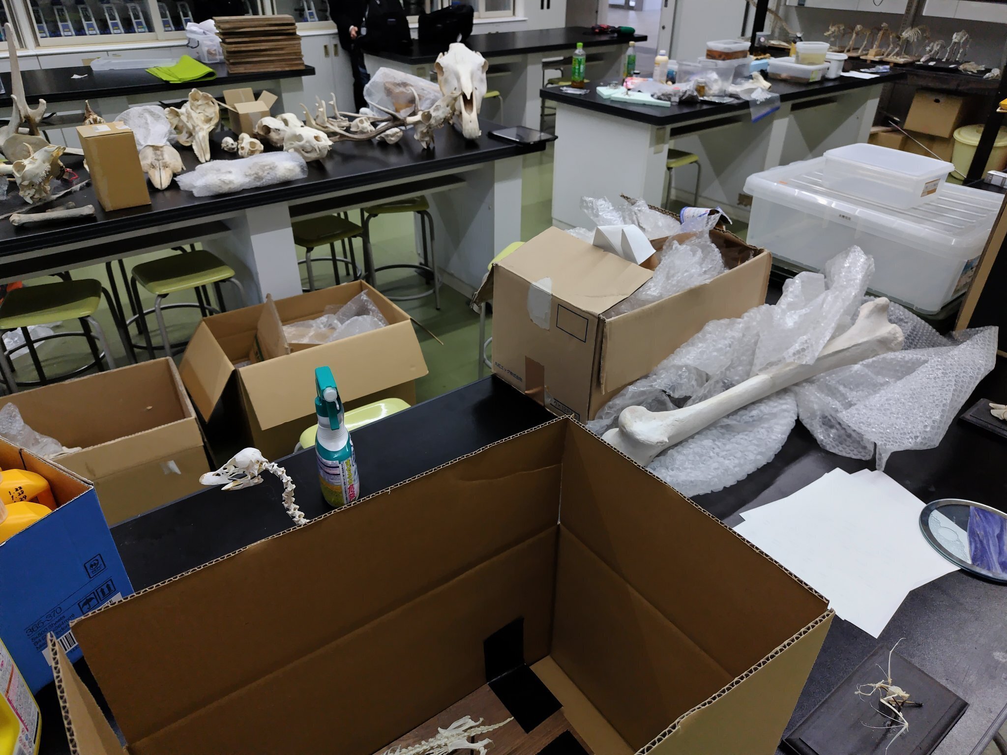 2025年エイプリルフール記録 失われた鼻行類の一種、へーベラーオニ