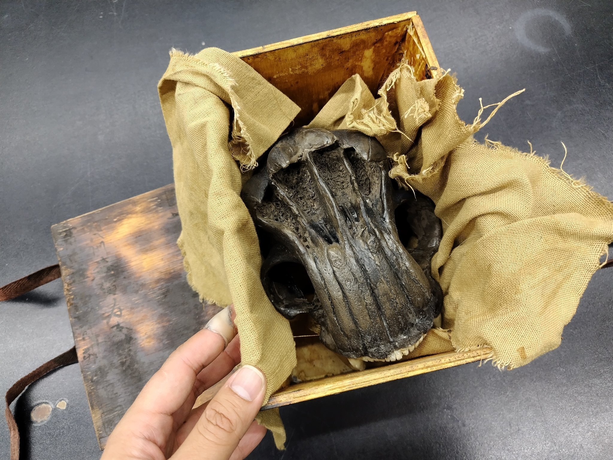 貴重！オオハナジログエイン 頭骨 貴重！オオハナジログエイン 頭骨