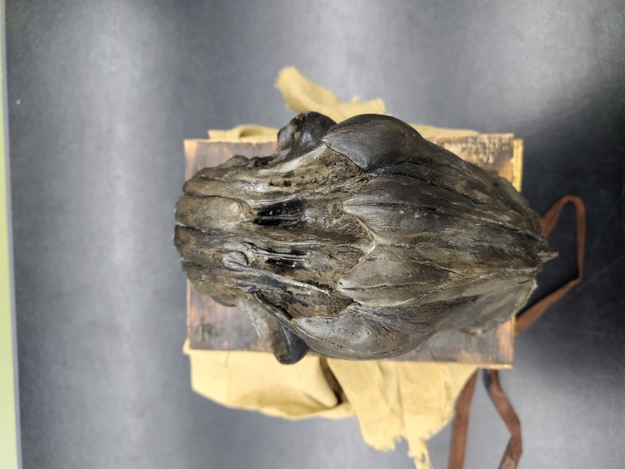 2025年エイプリルフール記録 失われた鼻行類の一種、へーベラーオニ