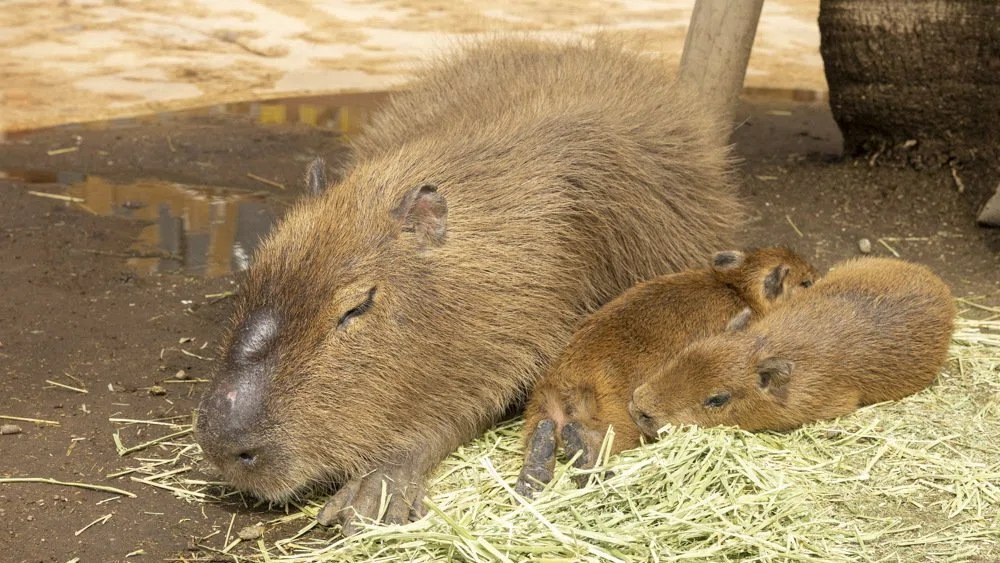 Visiting the Capybaras at Izu Animal Kingdom｜カピバラ写真家〇渡辺克仁