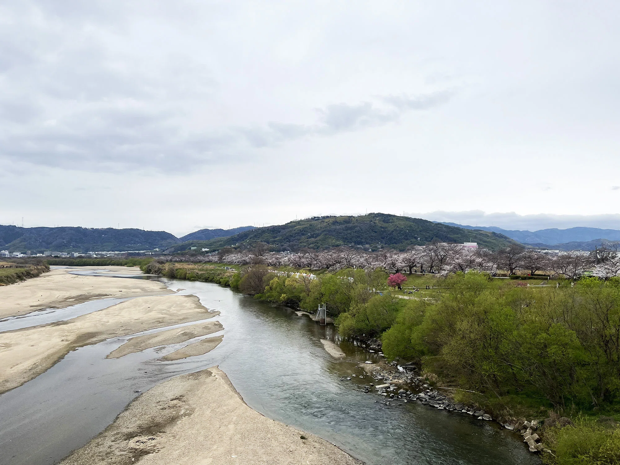 京都府 背割堤の桜〜1.4kmに渡る圧巻の桜並木〜3つの川が合流し淀川