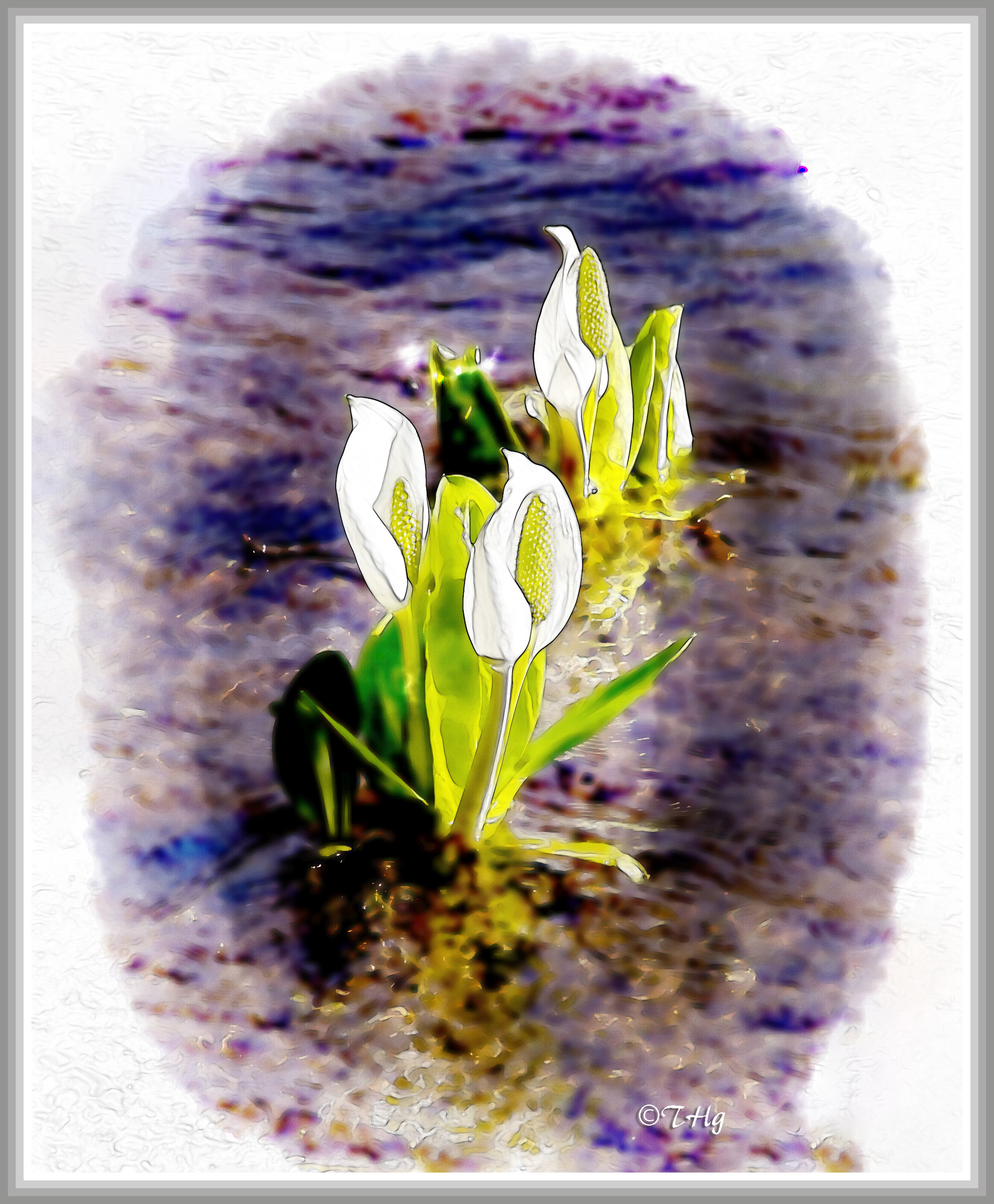 水芭蕉の絵 水芭蕉（山野草・水彩画風）｜taka