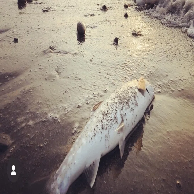 海アメマス、海サクラマスに全力だった｜angler_noji