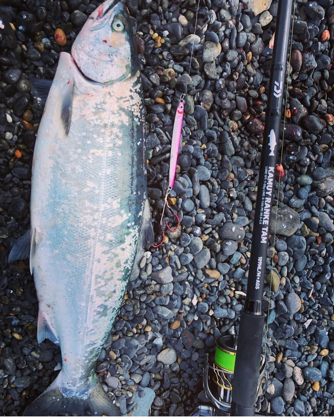 海アメマス、海サクラマスに全力だった｜angler_noji
