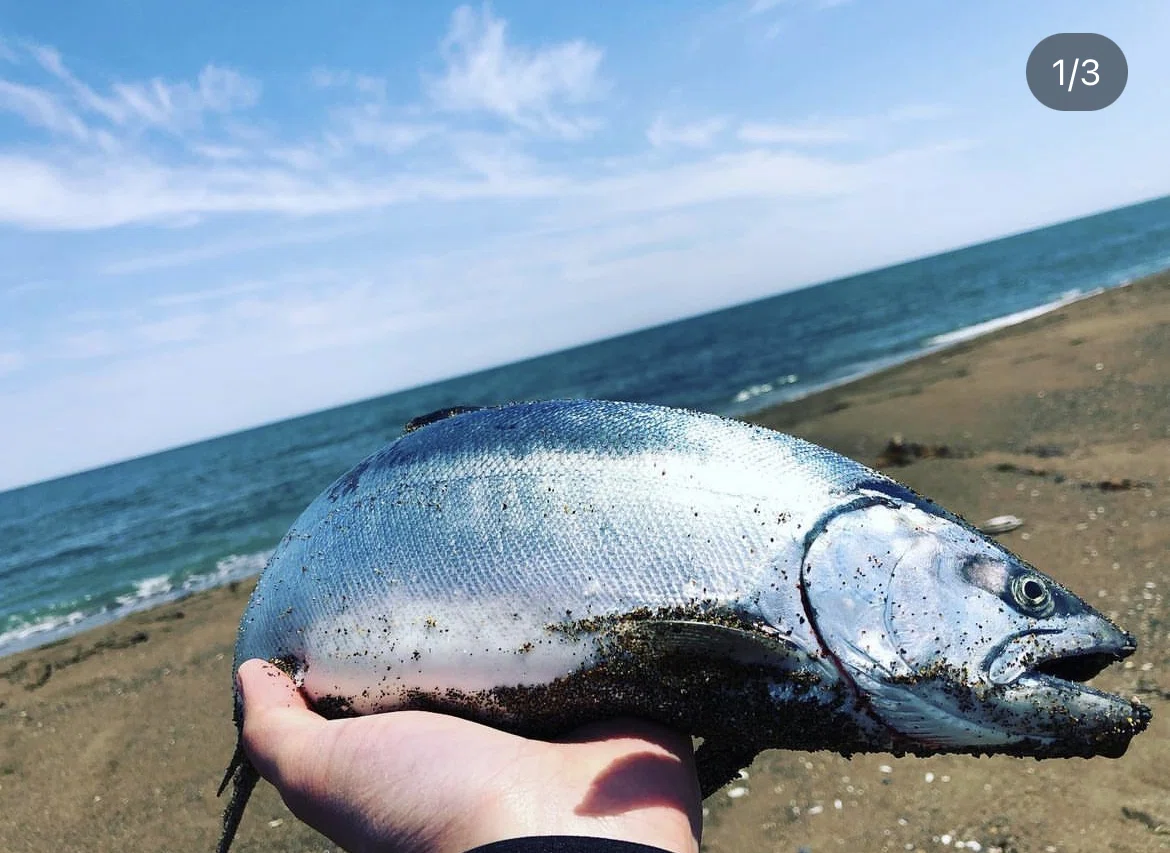 サミーズ　ファット35 サクラマス　アメマス　海サクラ　海アメ　トラウト 海アメマス、海サクラマスに全力だった｜angler_noji
