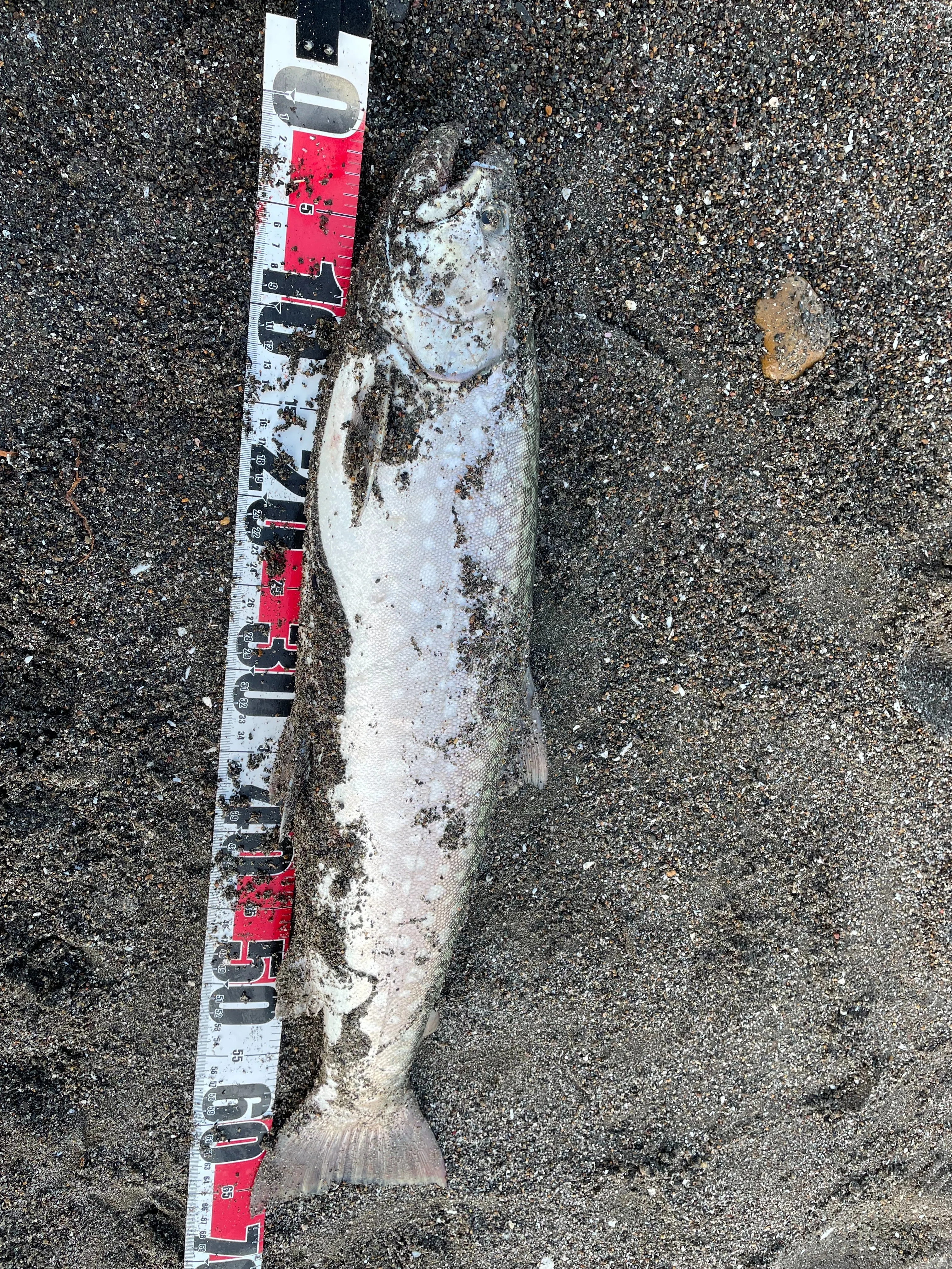 海アメマス、海サクラマスに全力だった｜angler_noji