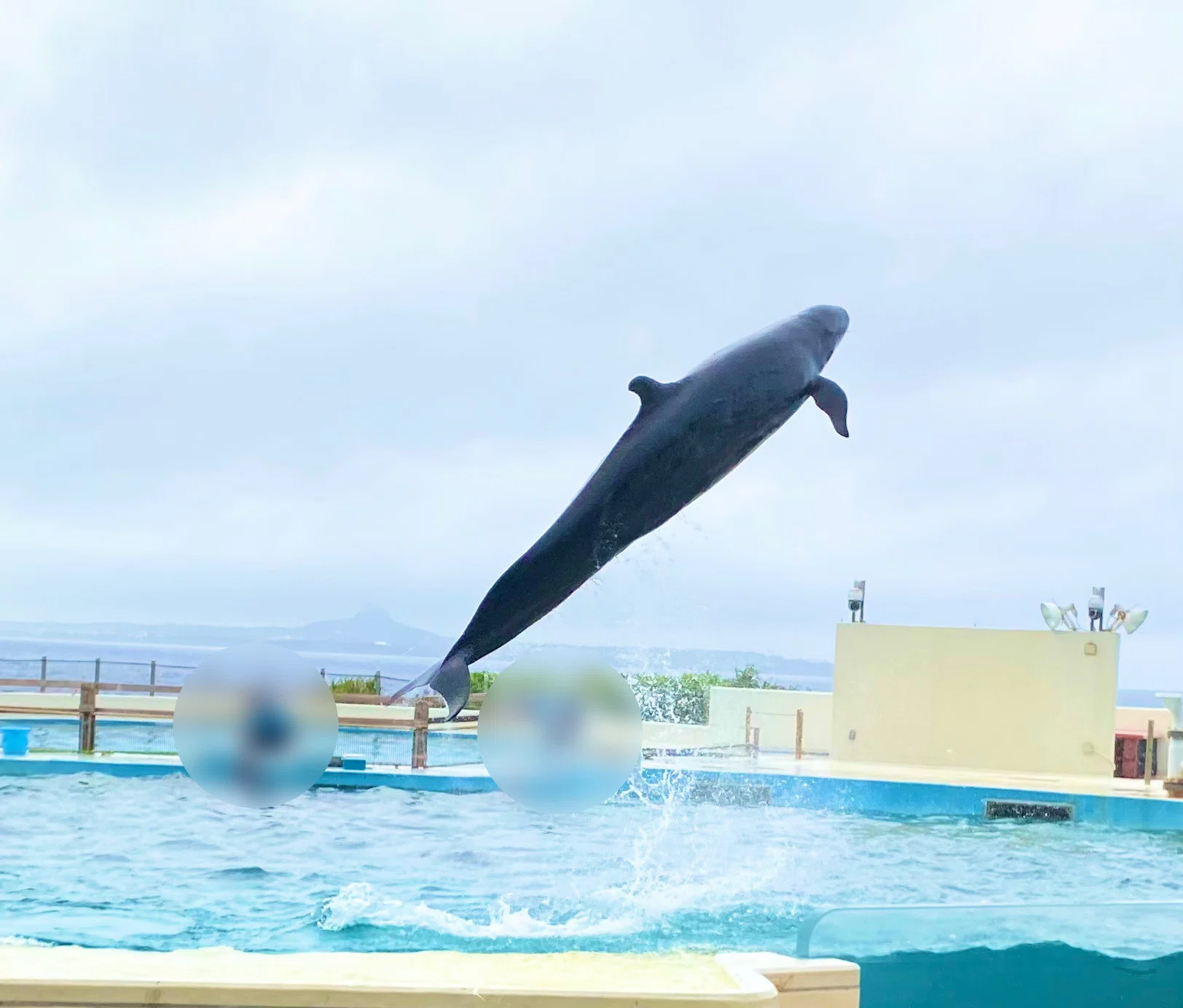 春の沖縄子連れ旅行】入館せずとも生き物に会える！海洋博公園｜もも