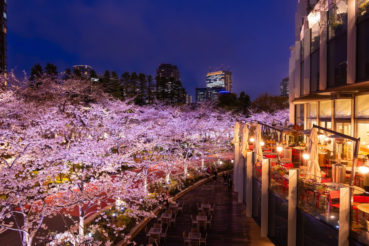 東京ミッドタウンの夜桜」富士フィルム X-T50｜Photographer non🐤