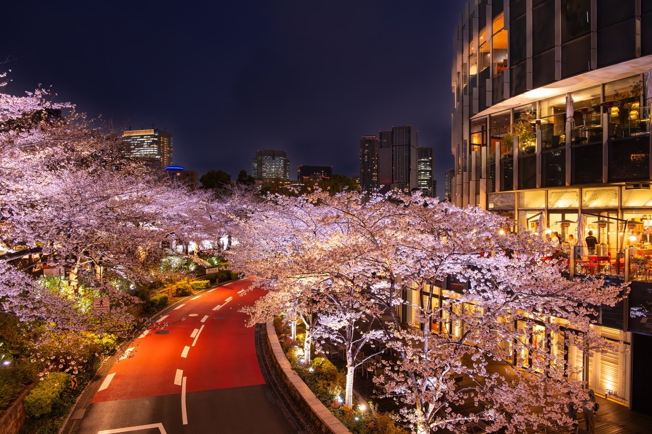 夜桜 夜桜ライトアップ 六本木ミッドタウン』六本木(東京)の旅行記