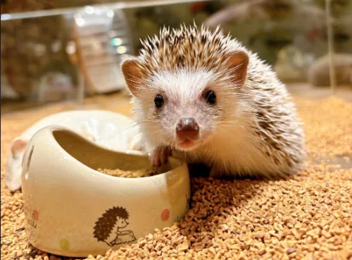 ハリネズミカフェ HARRY 横浜中華街店