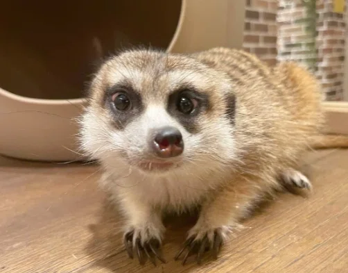 ハリネズミカフェ HARRY 横浜中華街店