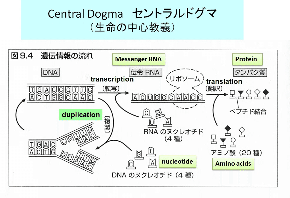 2025年度 教養生物学(一般生物学)1 第1週4月11日第2限 細胞説