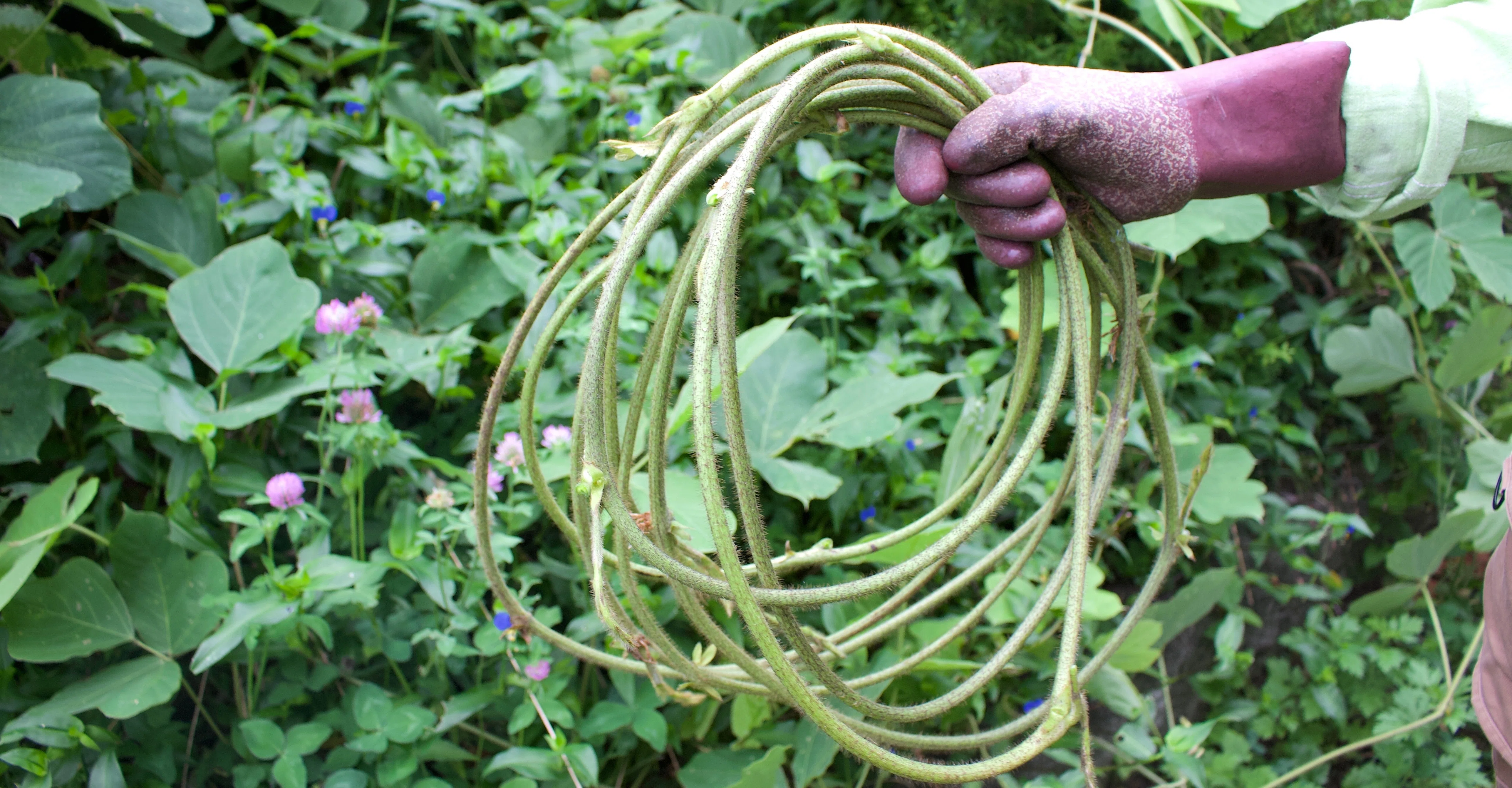 材料費0円！葛（クズ）の繊維で編むネットバッグ①🌿糸作りから
