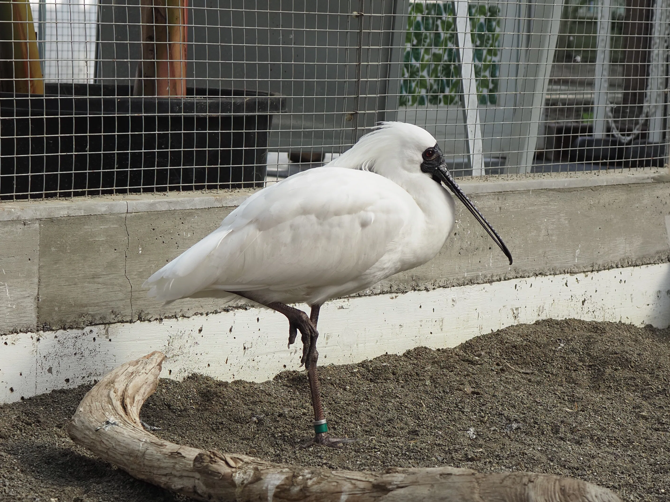 掛川花鳥園に行ってきました vol.3 水辺の鳥｜瀬戸 裕紀