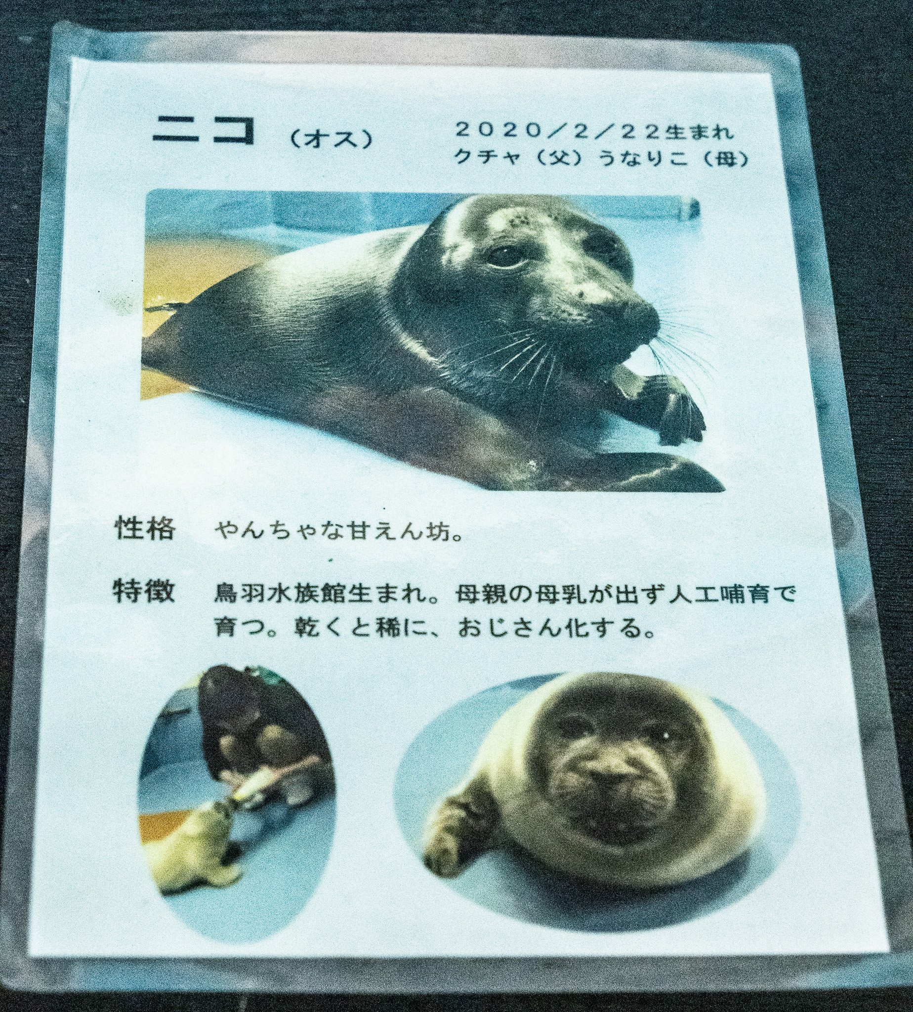 日本のアザラシ探訪記⑩鳥羽水族館（三重）｜ヒロサキ