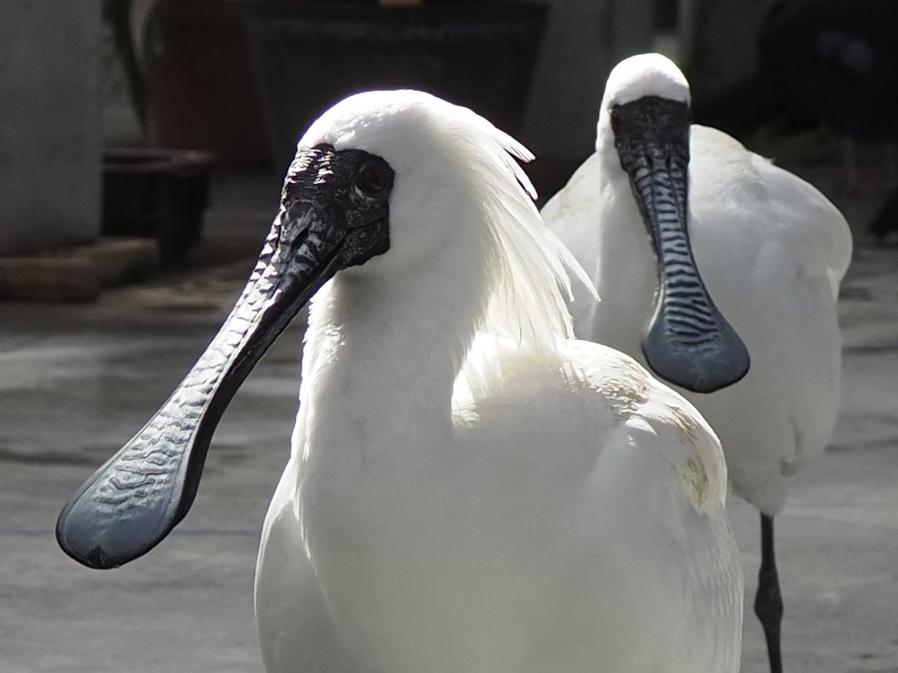 掛川花鳥園に行ってきました vol.3 水辺の鳥｜瀬戸 裕紀