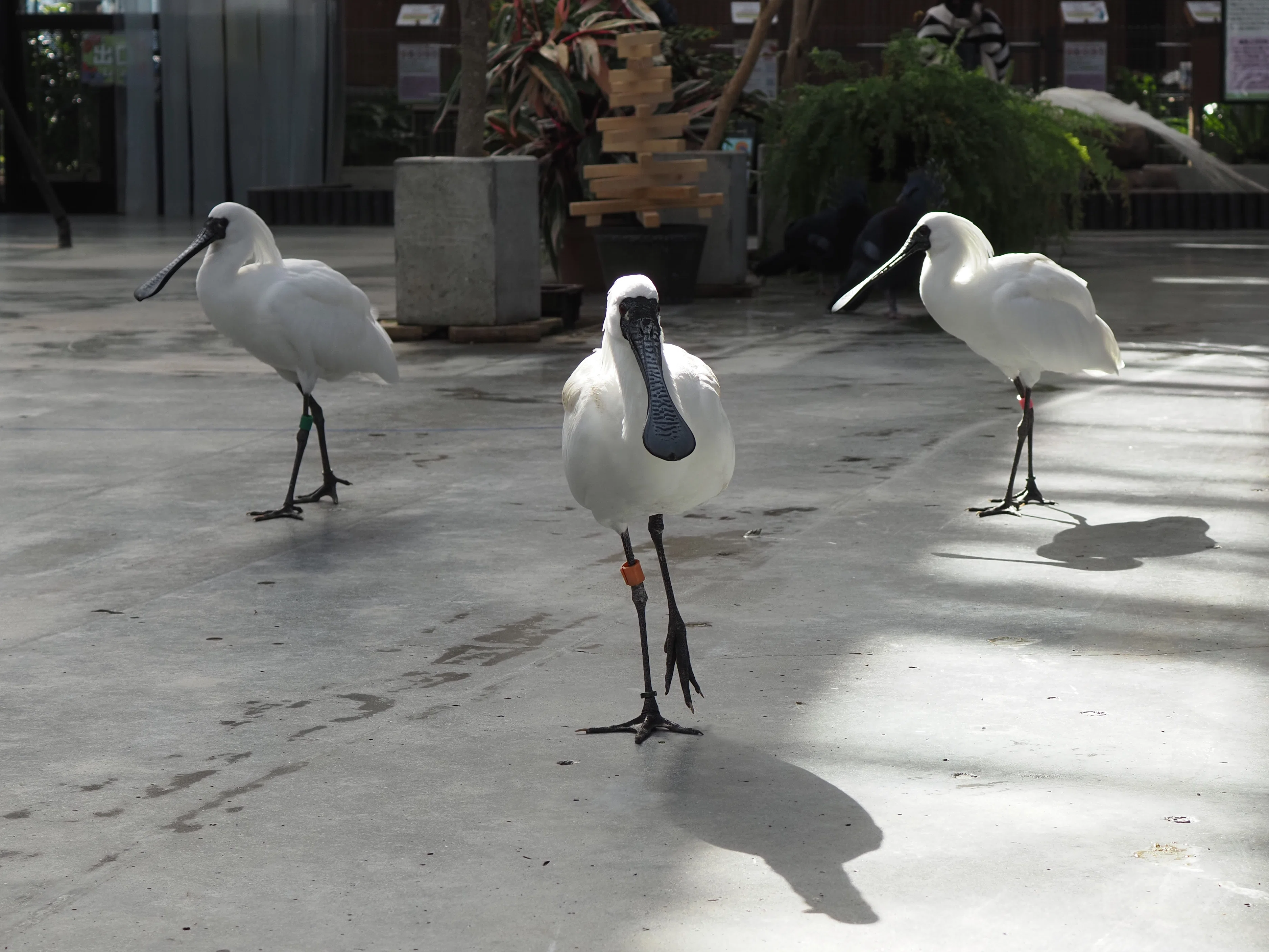 掛川花鳥園に行ってきました vol.3 水辺の鳥｜瀬戸 裕紀