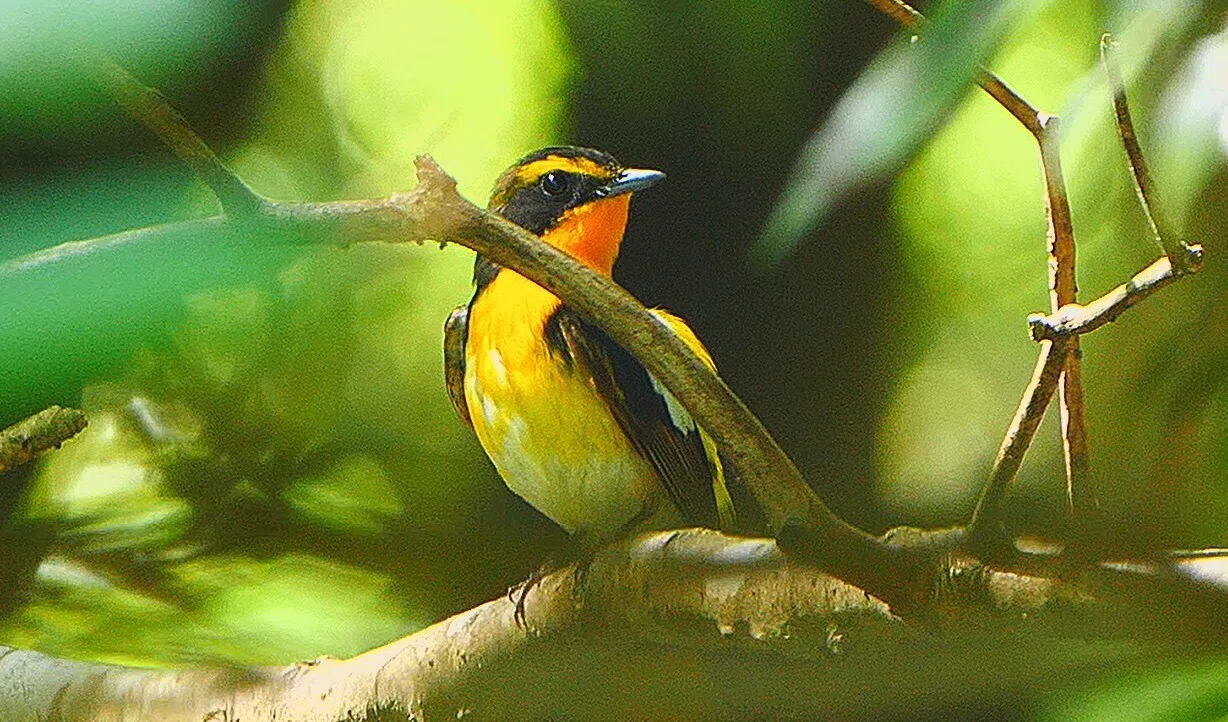 日本で三カ所だけに咲く花｜birdfilm