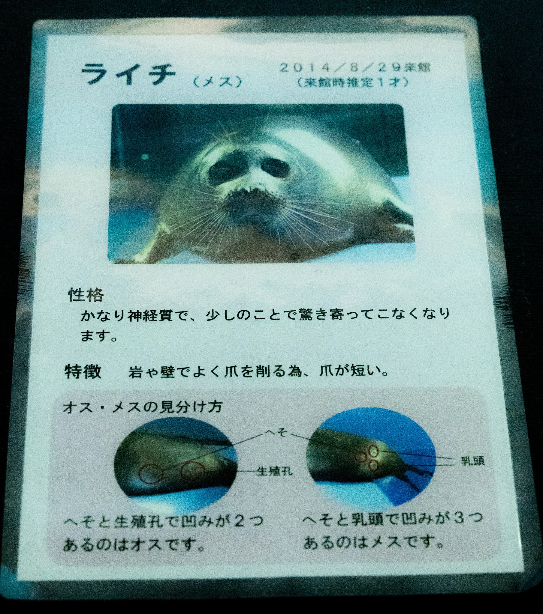 日本のアザラシ探訪記⑩鳥羽水族館（三重）｜ヒロサキ