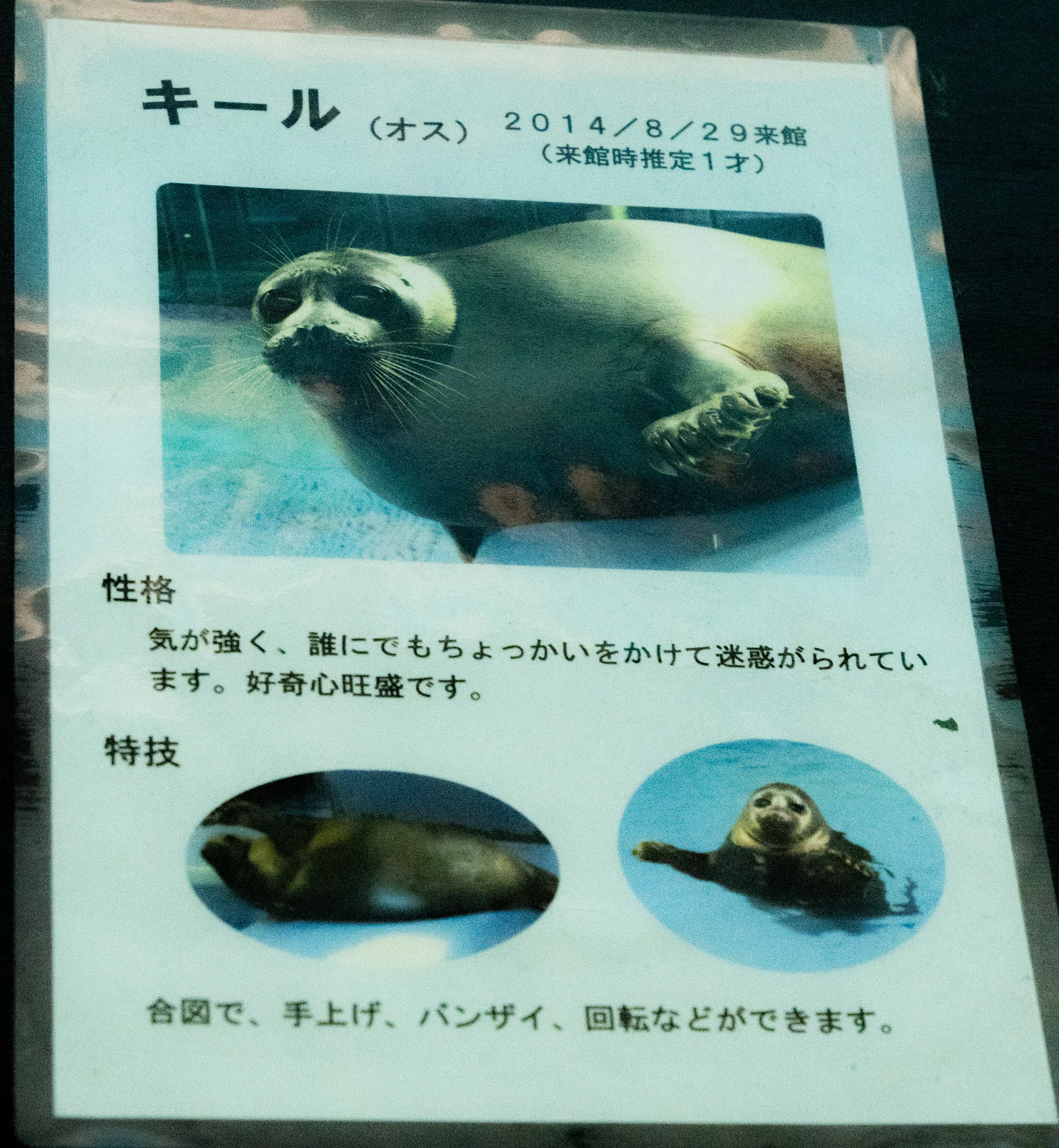 日本のアザラシ探訪記⑩鳥羽水族館（三重）｜ヒロサキ