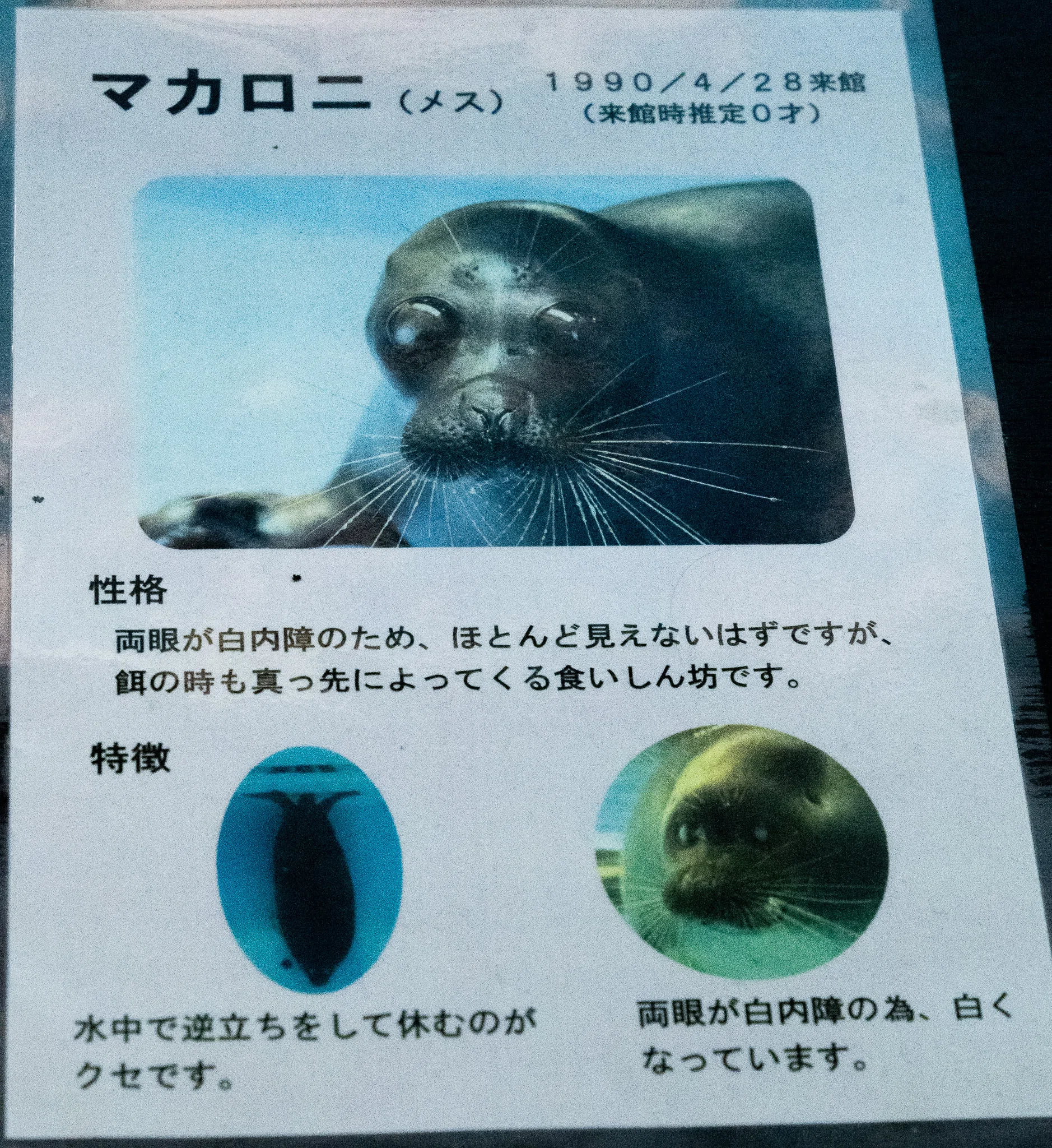 日本のアザラシ探訪記⑩鳥羽水族館（三重）｜ヒロサキ