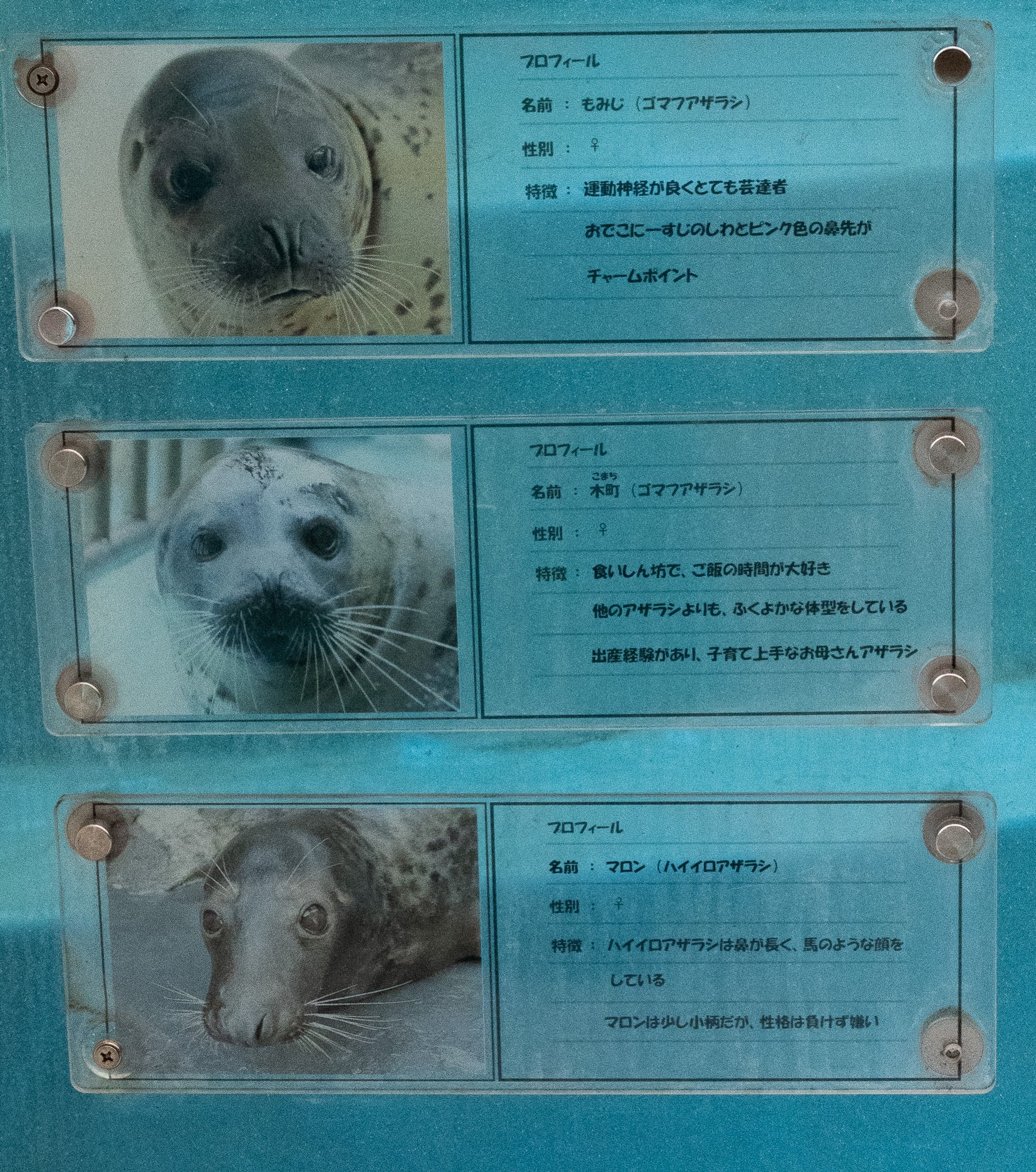 ハローキティ アザラシ 鳥羽水族館限定レア2008年版 ご当地キティ 2008