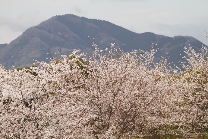 桜便り＞ソメイヨシノ｜清愁