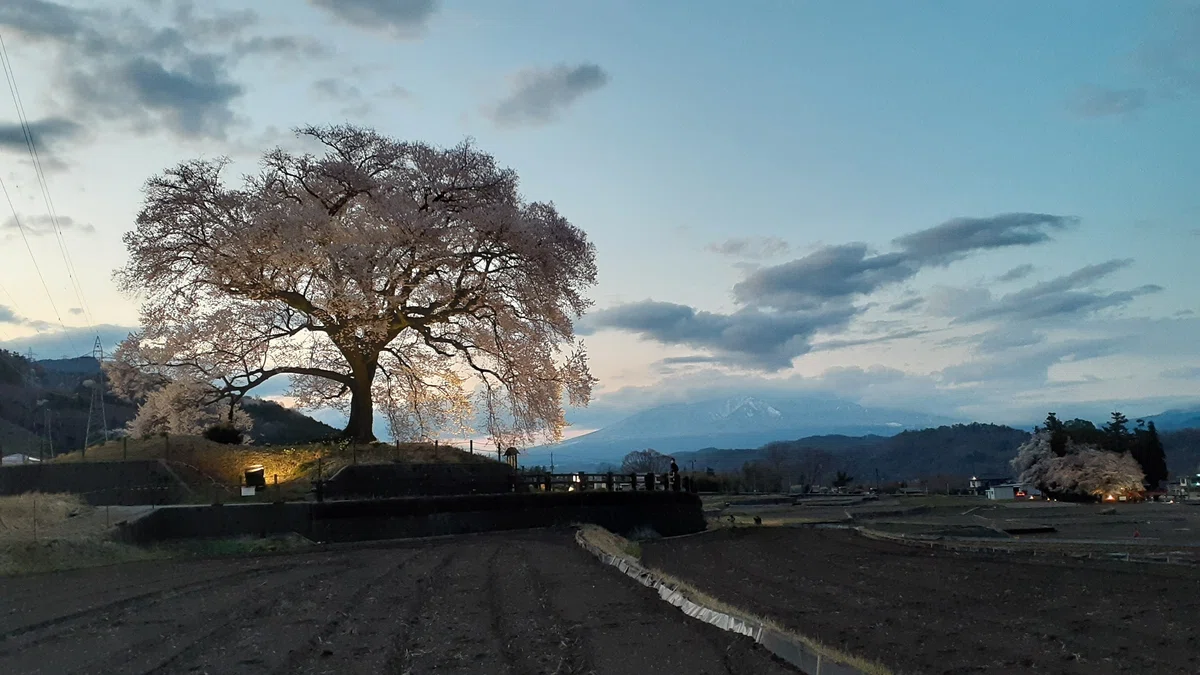【わに塚の桜】韮崎の一本桜、ライトアップを見に行く(2025.4.3)|あずさ@訪問記