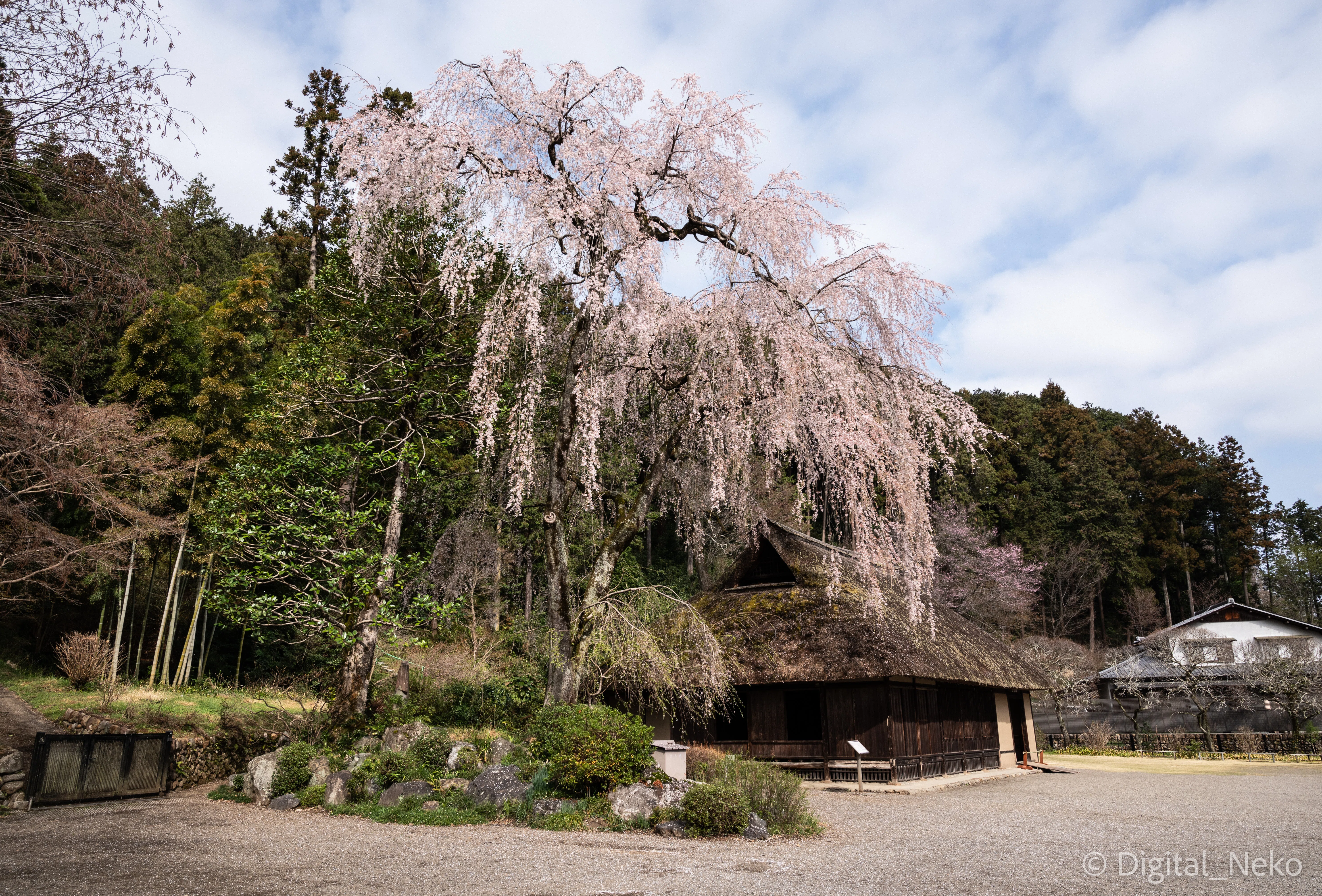 春歩き 高麗家住宅の枝垂れ桜を目指して｜けえる
