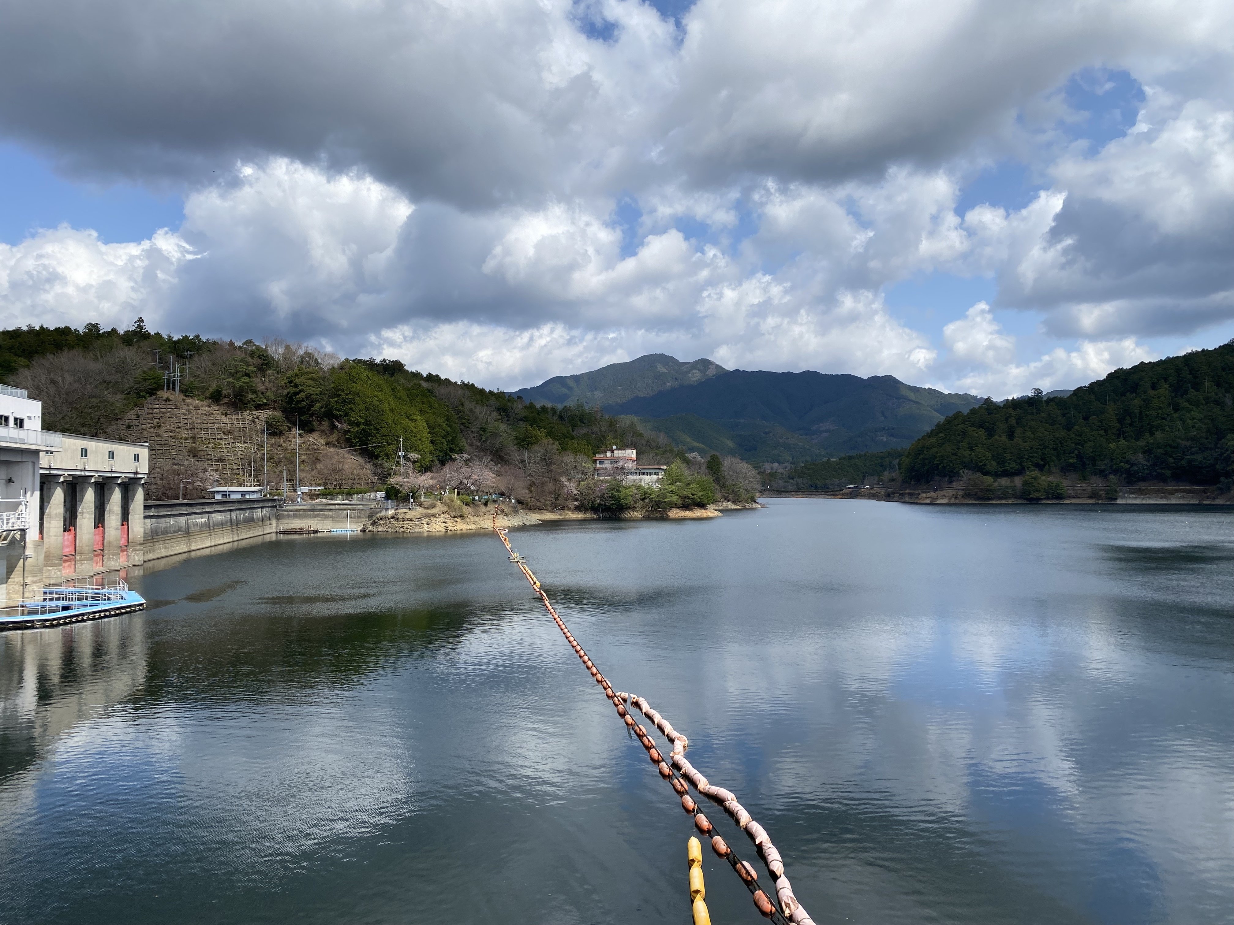 吉村鳳柳『池辺遊鹿』 津風呂湖百景8 「桜花編（R7-4-3）」（奈良県吉野町） ｜高坂正澄