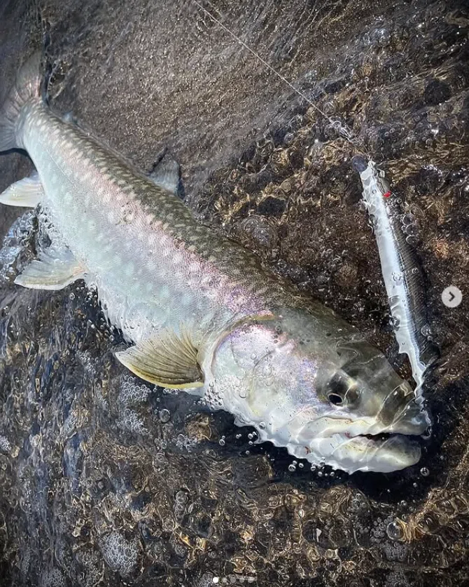 2024年の海アメ、海サクラ｜angler_noji