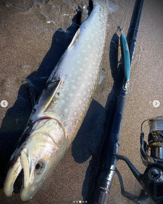 2024年の海アメ、海サクラ｜angler_noji