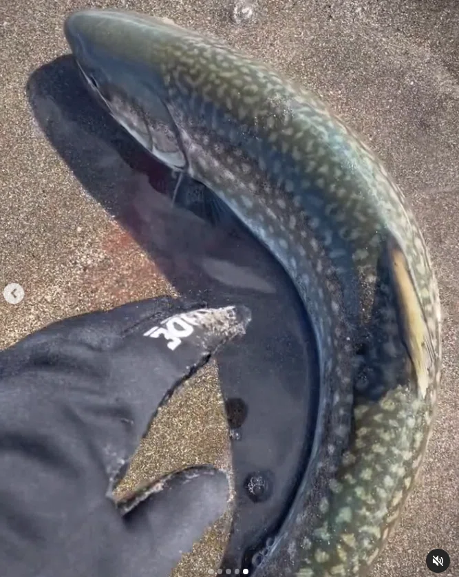 2024年の海アメ、海サクラ｜angler_noji
