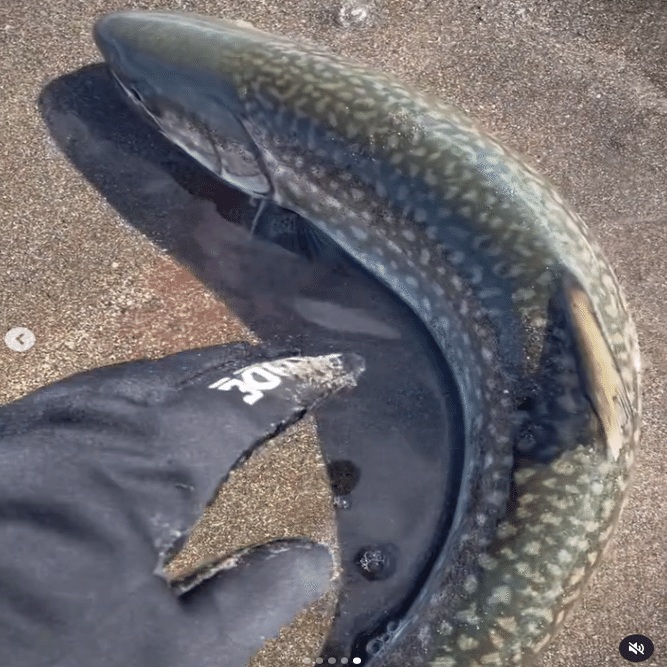 2024年の海アメ、海サクラ｜angler_noji