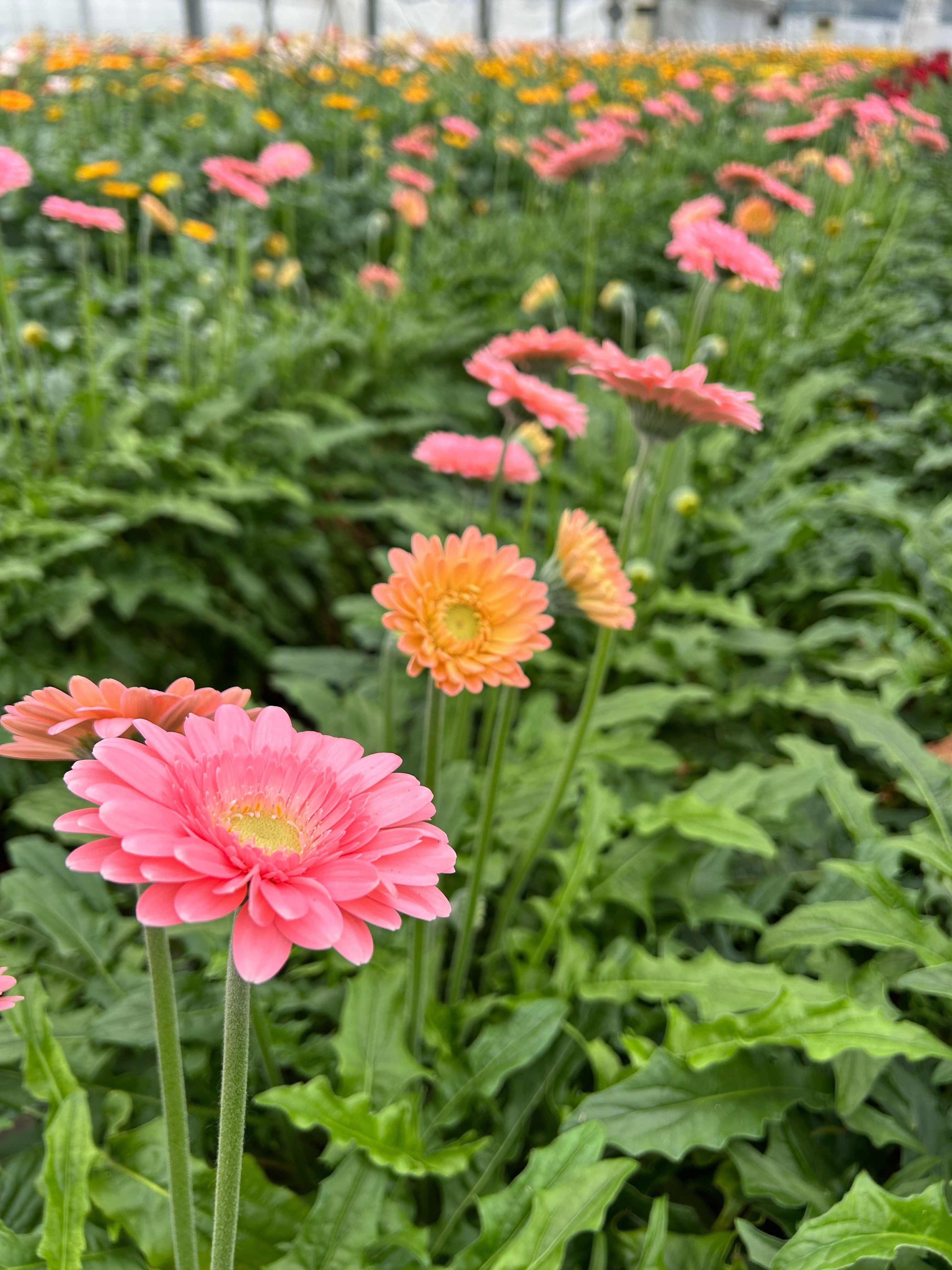 切り花産地訪問記～静岡県『ADORE FLOWCA（アドア―フローカ
