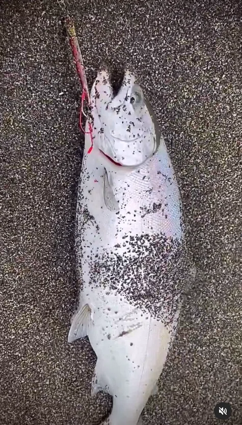 2024年の海アメ、海サクラ｜angler_noji