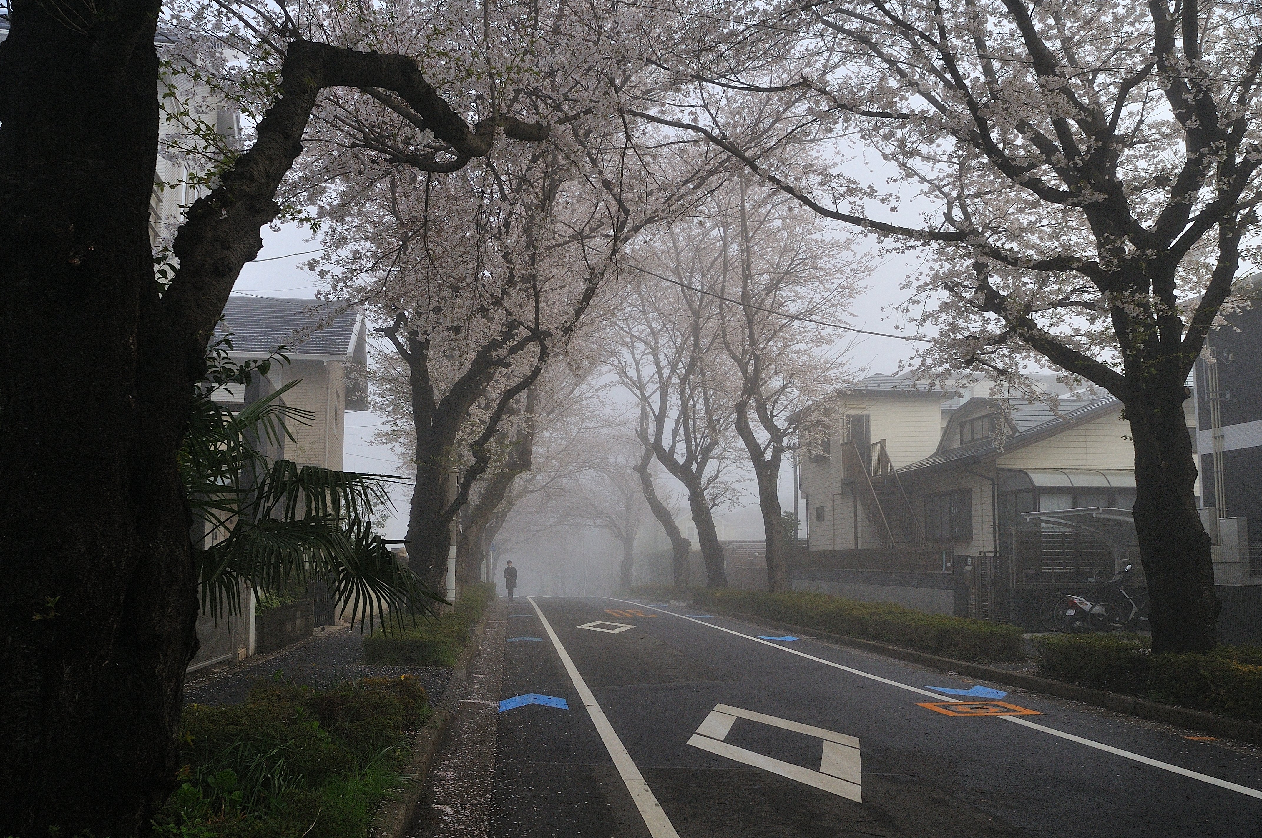 AI AF Nikkor 20mm f/2.8Dというレンズ|まつぼっち AI AF Nikkor 20mm f/2.8Dというレンズ|まつぼっち