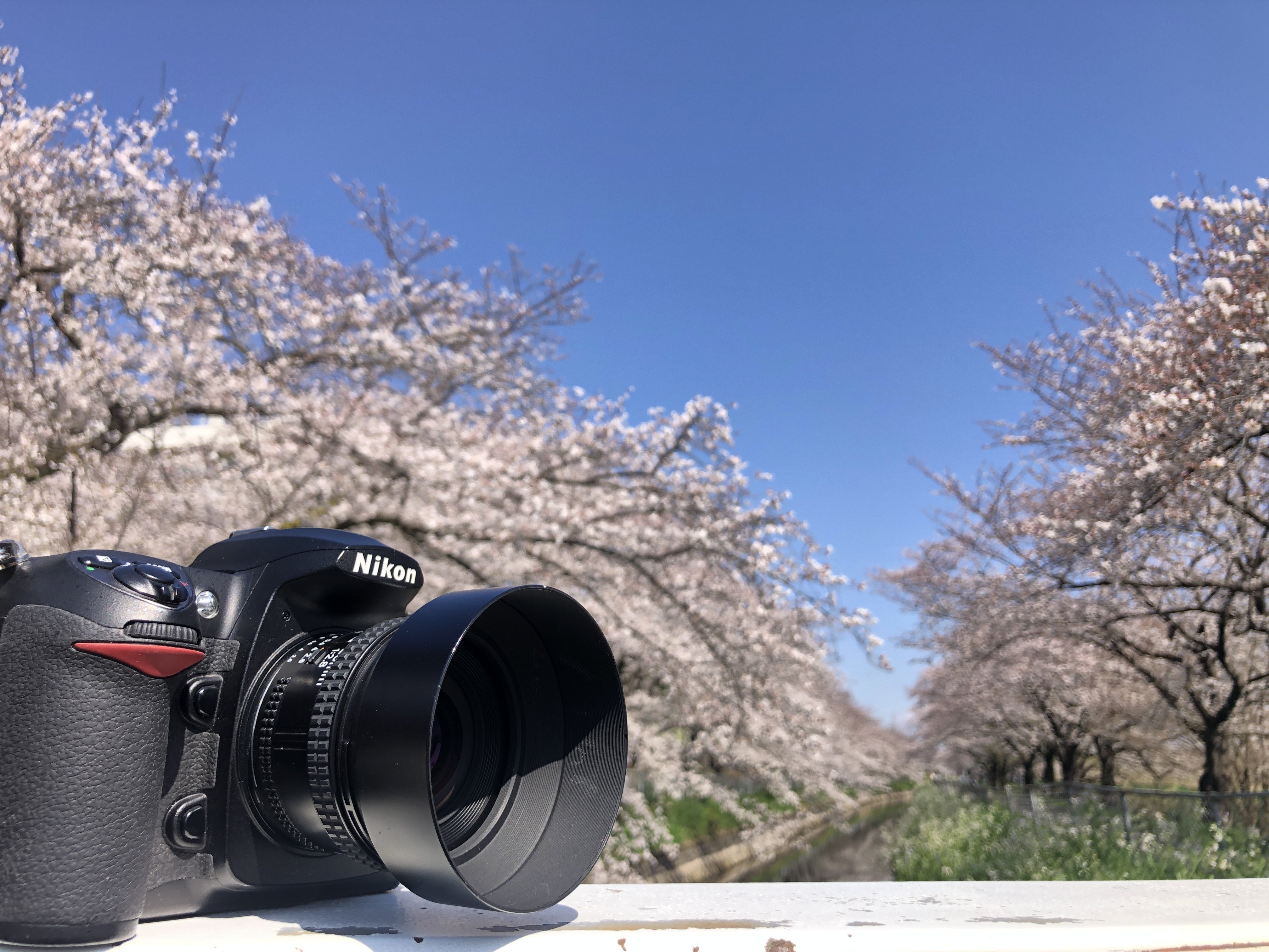 AI AF Nikkor 20mm f/2.8Dというレンズ|まつぼっち AI AF Nikkor 20mm f/2.8Dというレンズ|まつぼっち