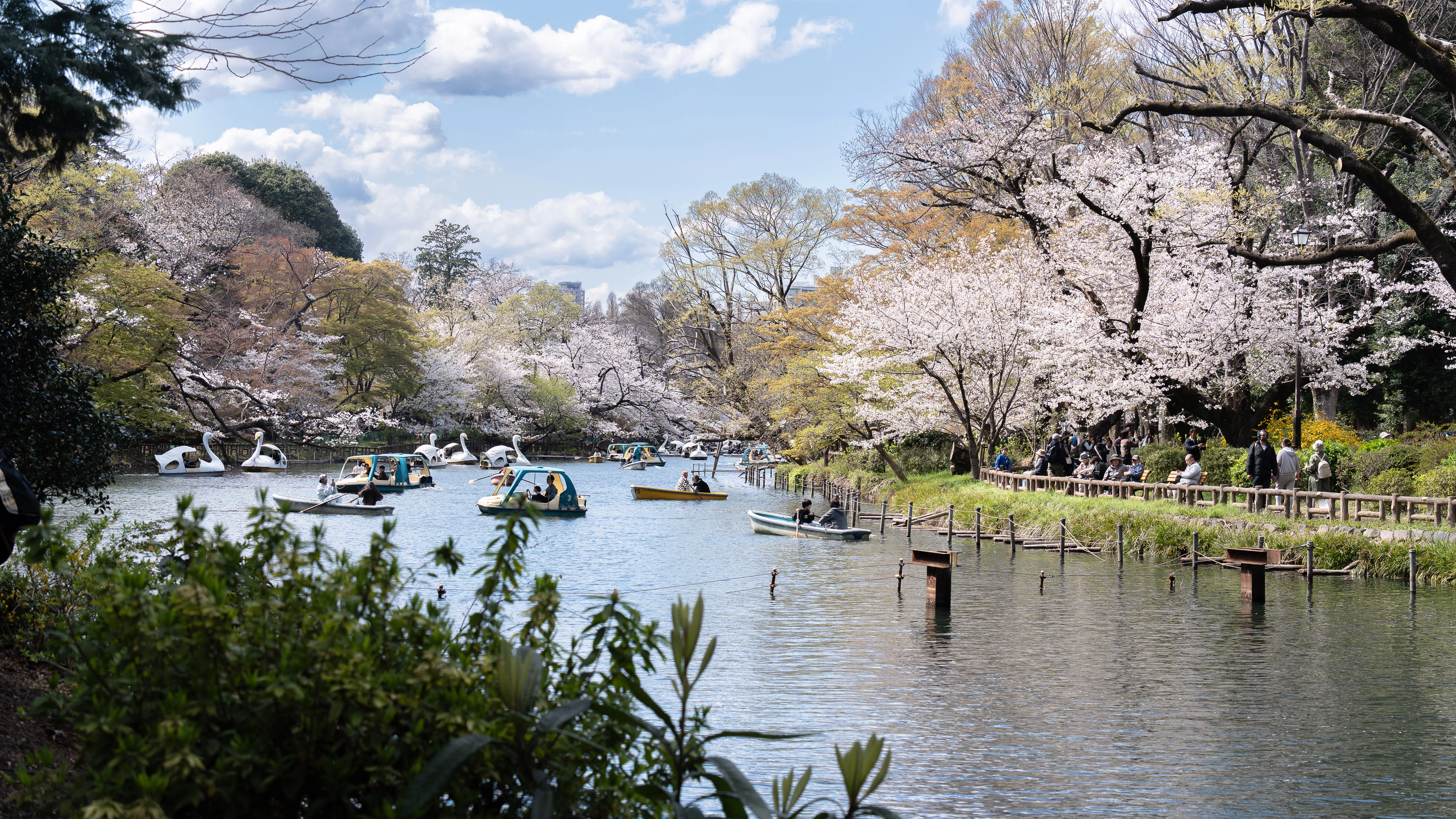 Photo Walk: 井の頭公園の散りゆく桜をかけ込みで撮り歩く｜りおさん