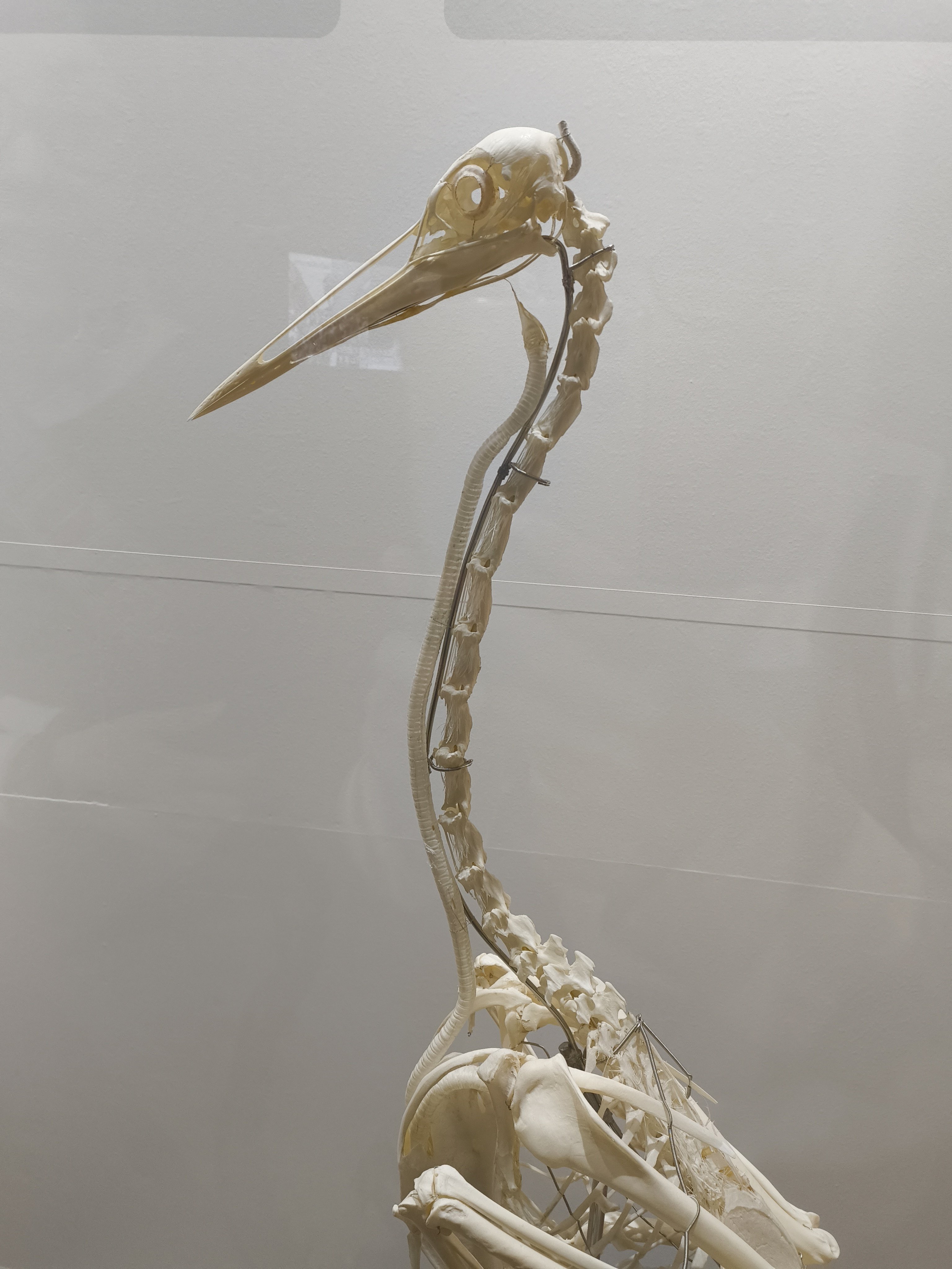 鳥展@名古屋市科学館｜しょうわりあん